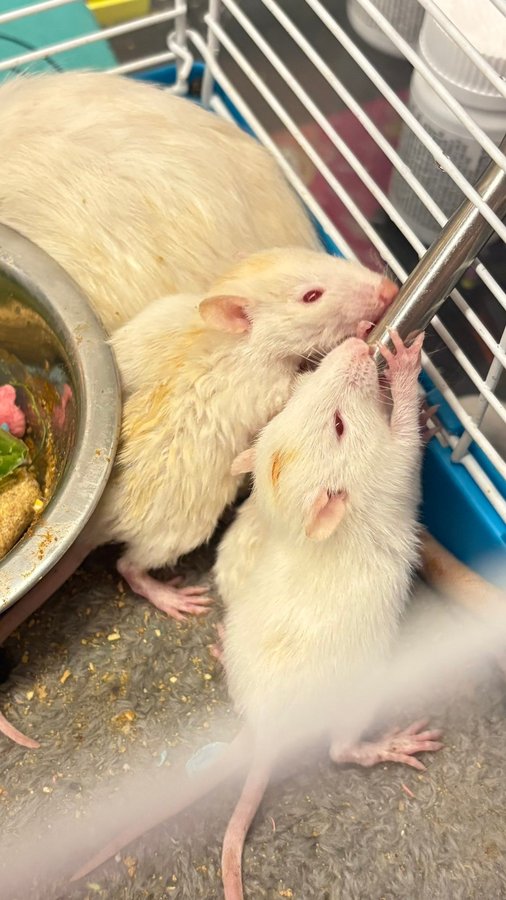 Adult rats