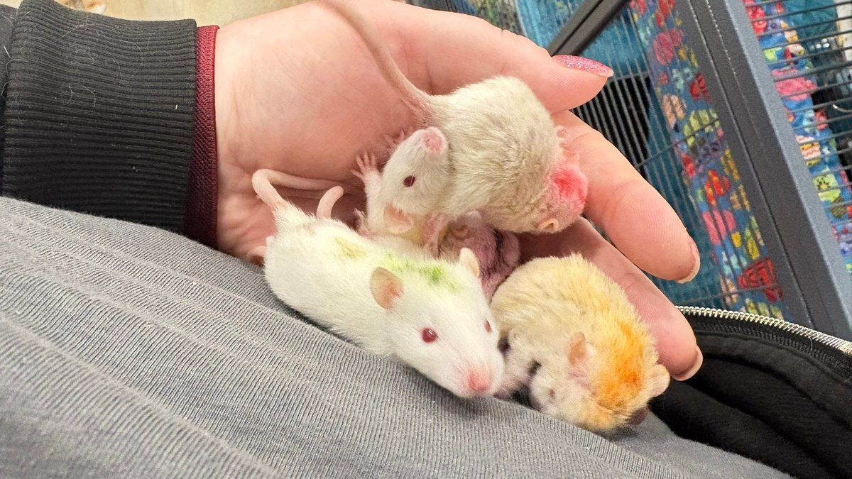 Baby rats nursing
