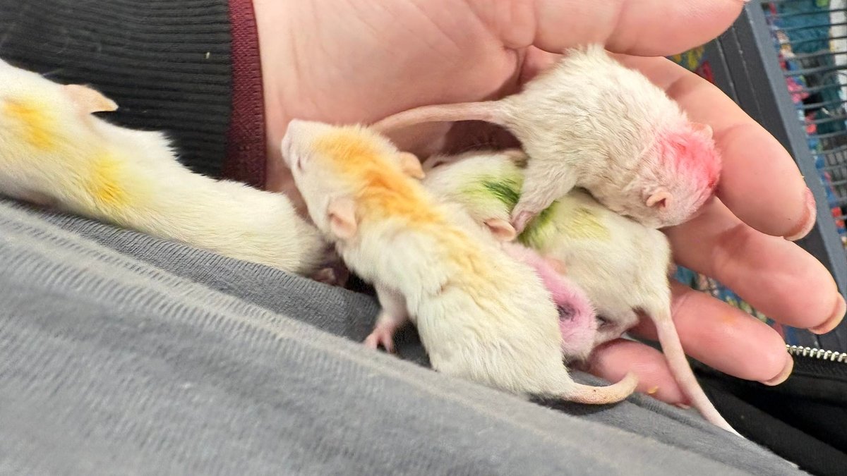 Colorful baby rats