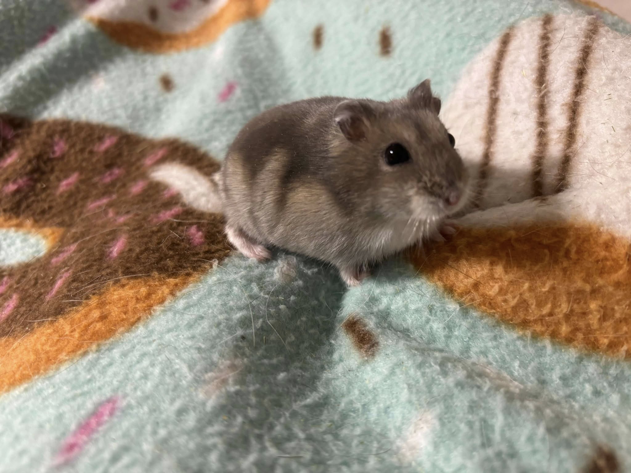 po the hamster
