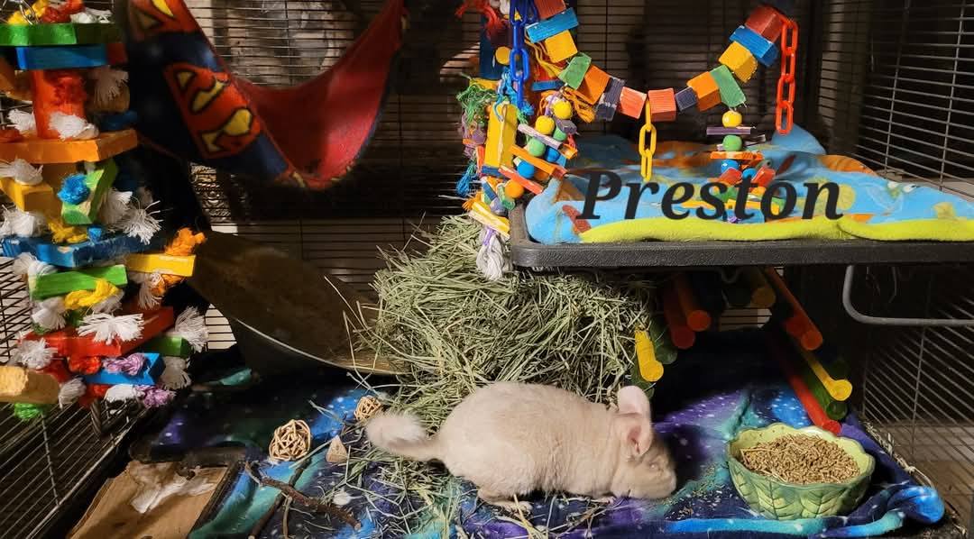 Preston
