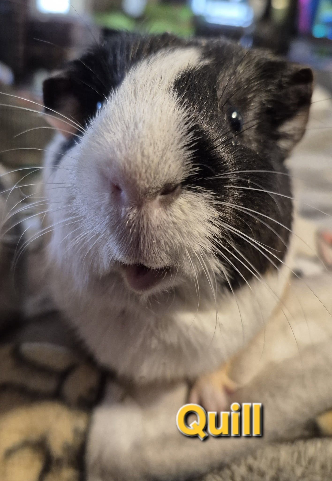 Quill, a black and white guinea pig, looking directly at the camera with his mouth slightly open