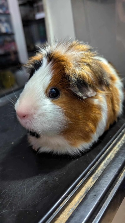 Satin guinea pig