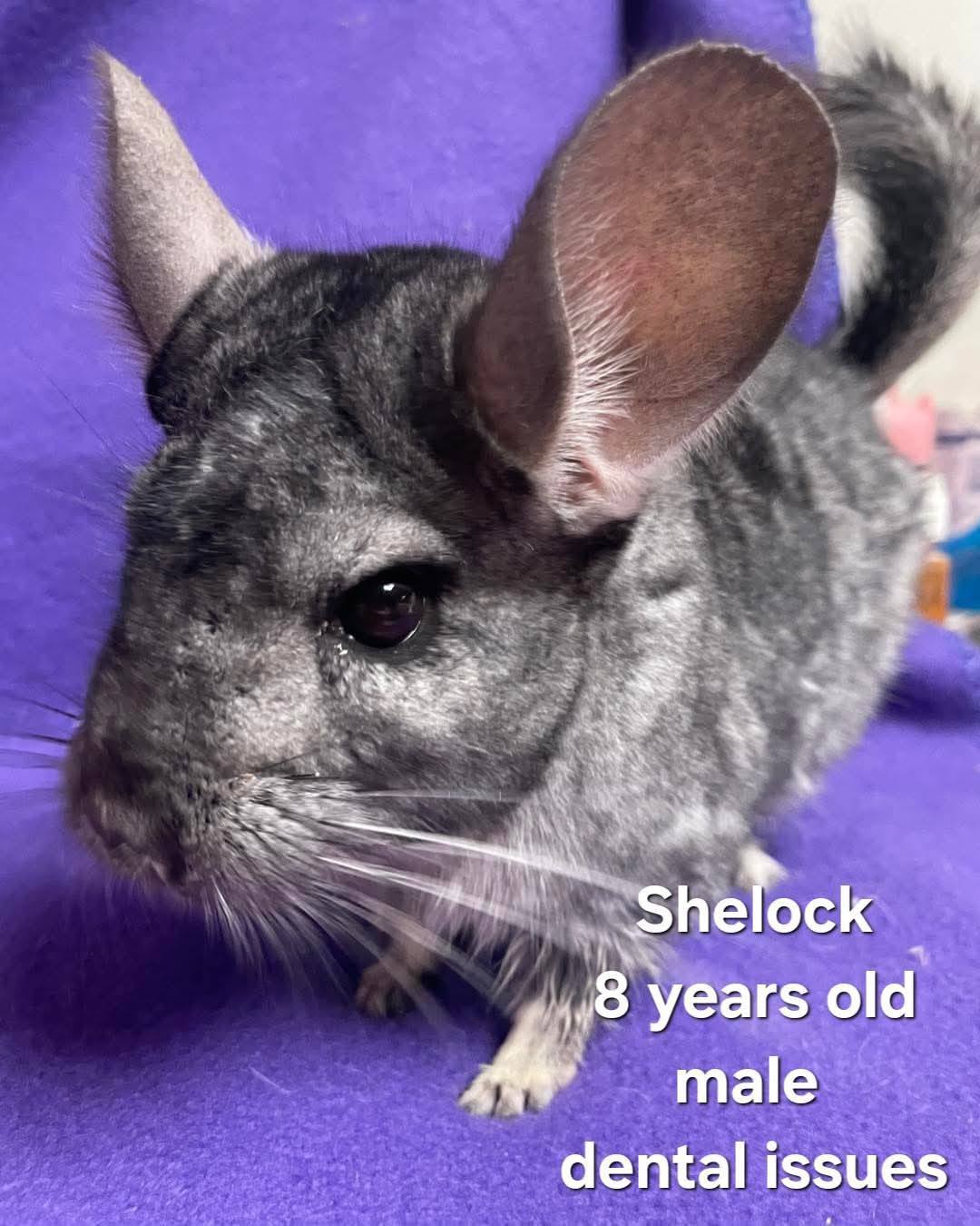 Sherlock the Chinchilla