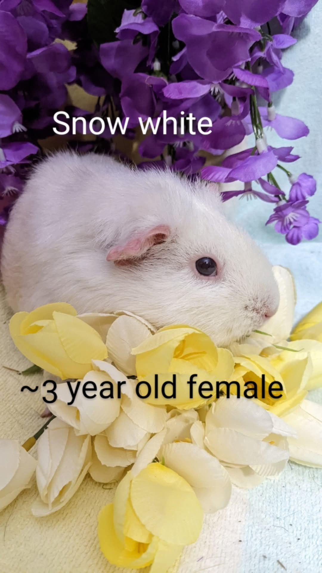 Snow White