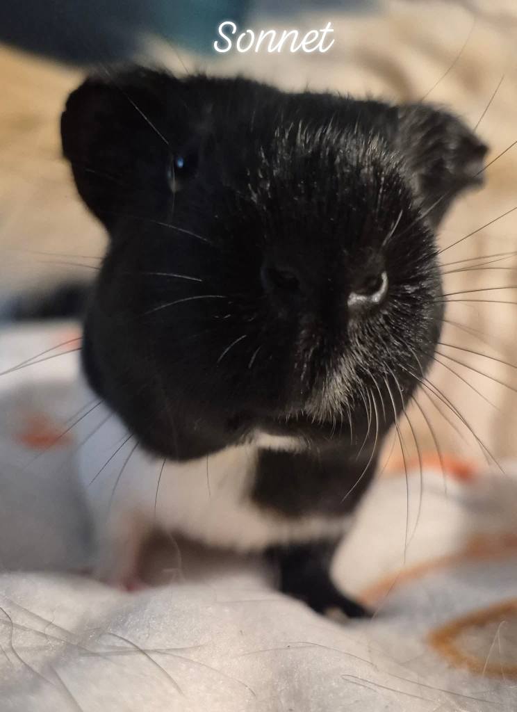 Sonnet as a young guinea pig at intake, showing her bald patch and small size