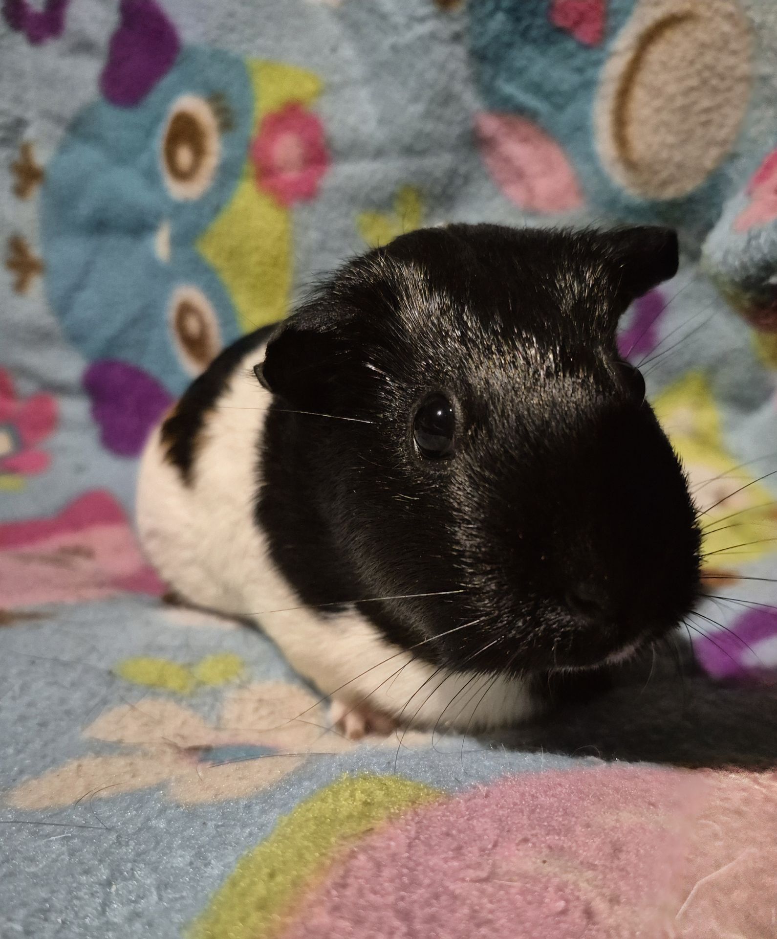 Sonnet now — a sleek black and white guinea pig with a full, glossy coat, resting on a colourful fleece