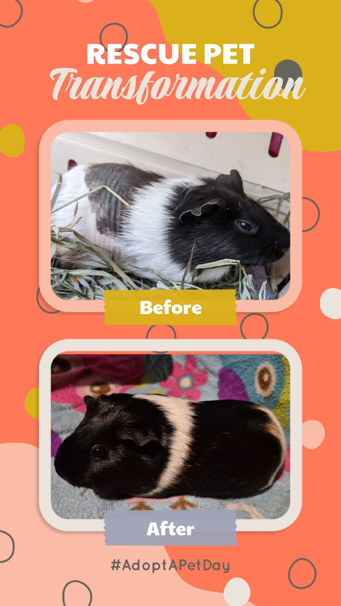 Sonnet's rescue pet transformation — before showing her bald patch, after showing her full glossy coat