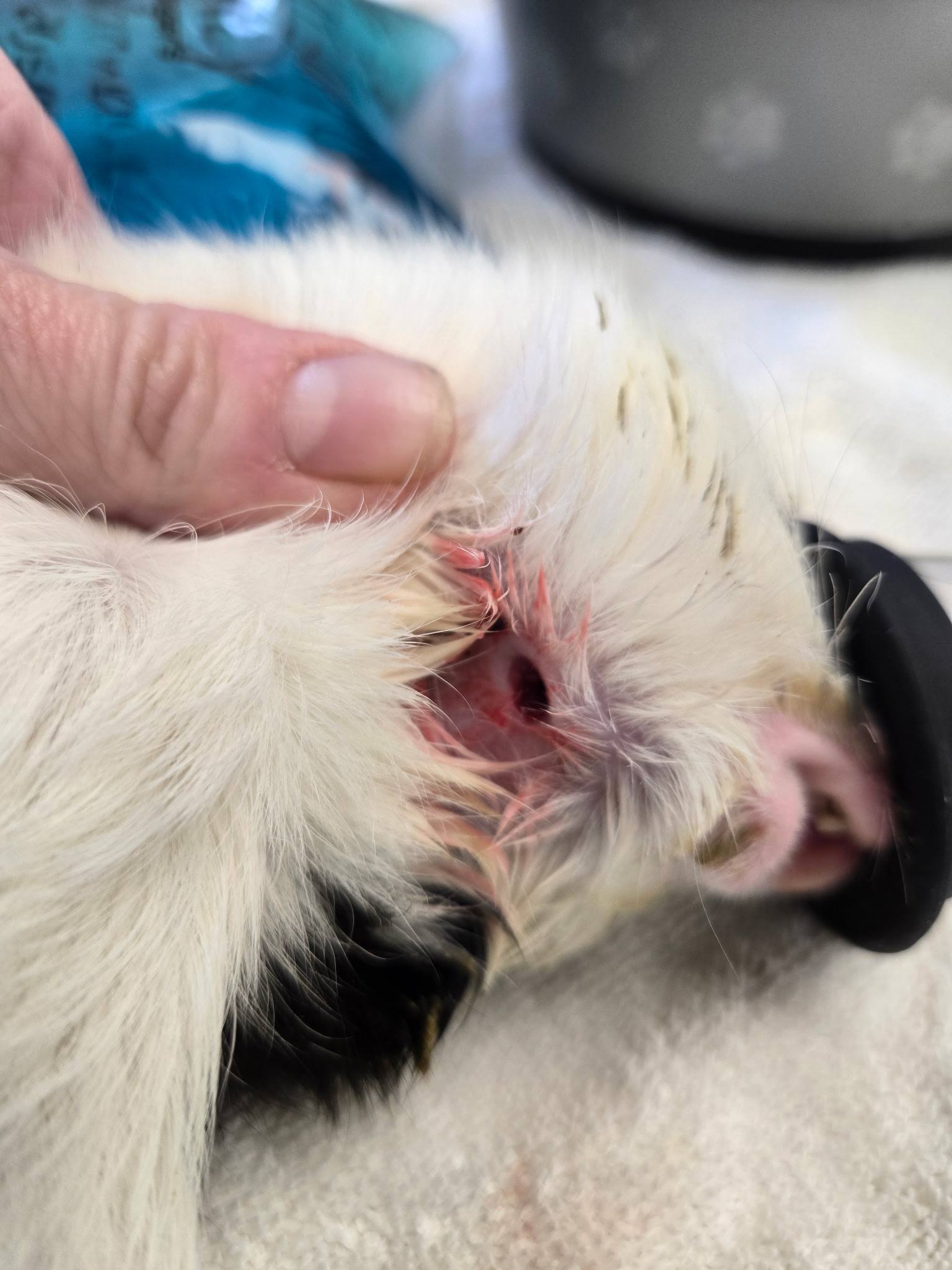 Close-up of the abscess on Toothless's chin before surgery