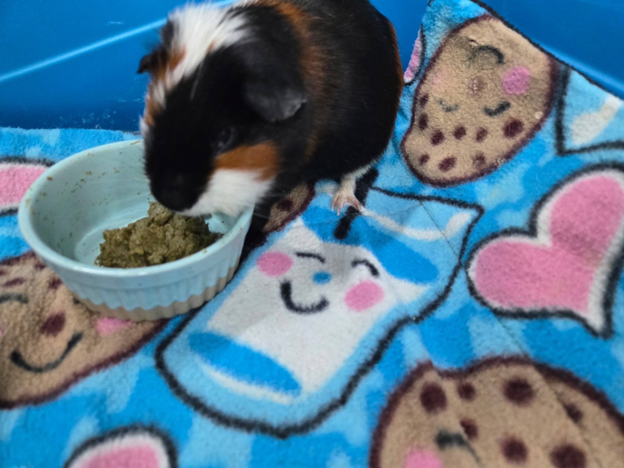Toothless eating Recovery food from a bowl