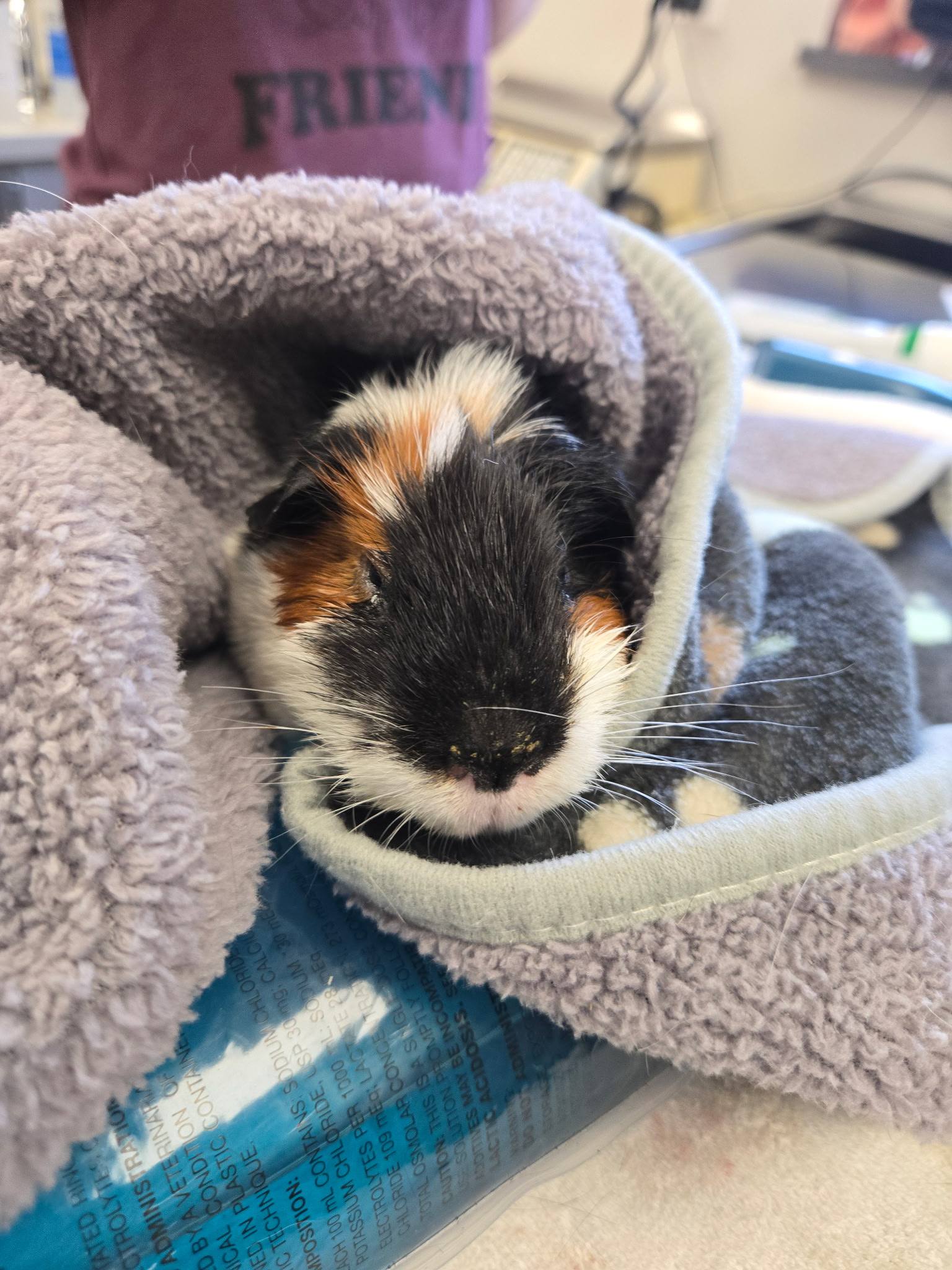 Toothless wrapped in a towel after surgery, looking up at the camera