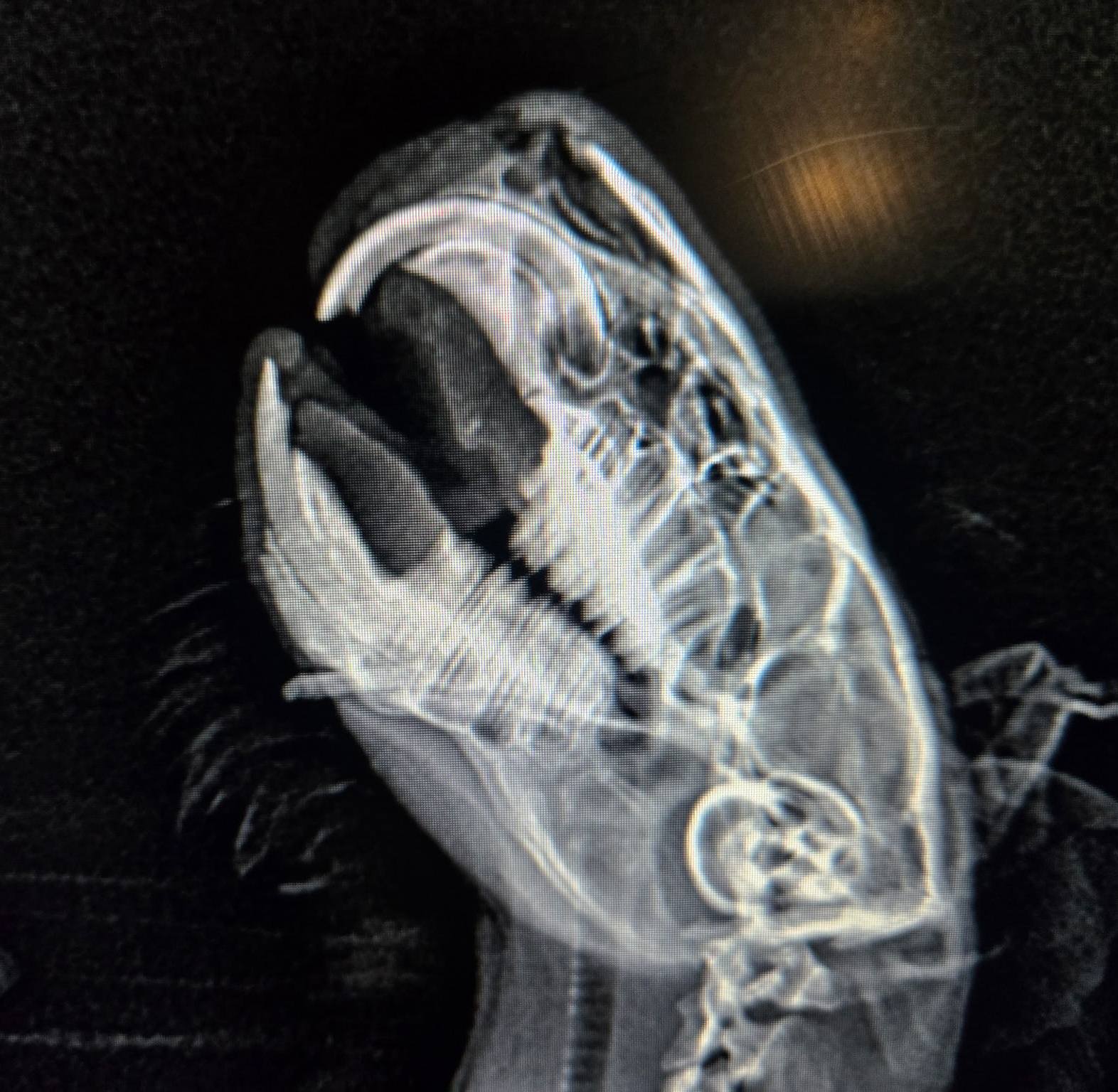 X-ray showing the broken incisor sideways through Toothless's jaw