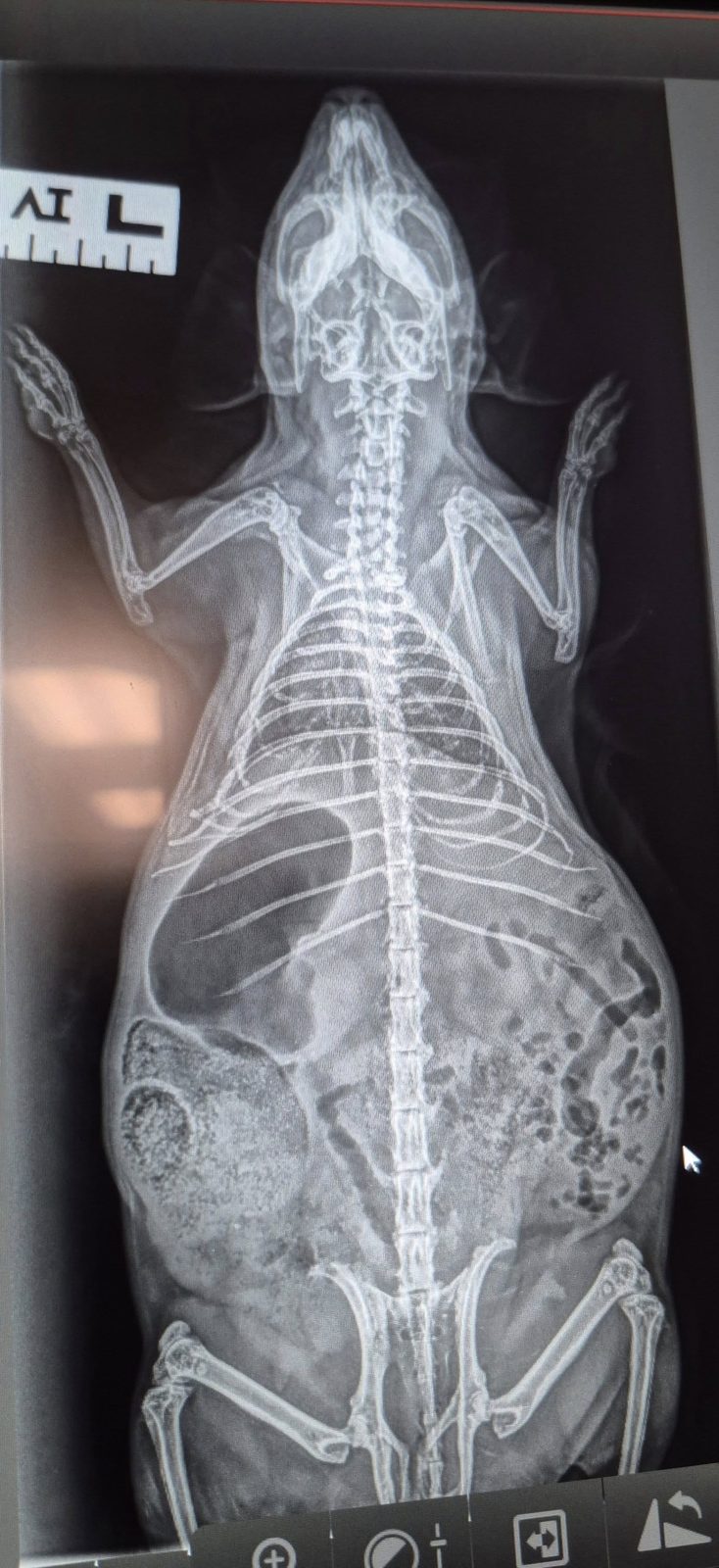 X Ray