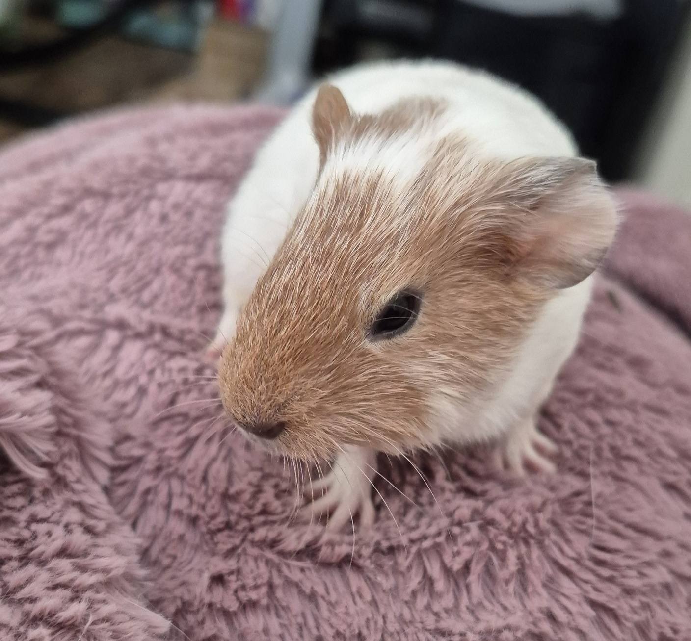 Ziggy