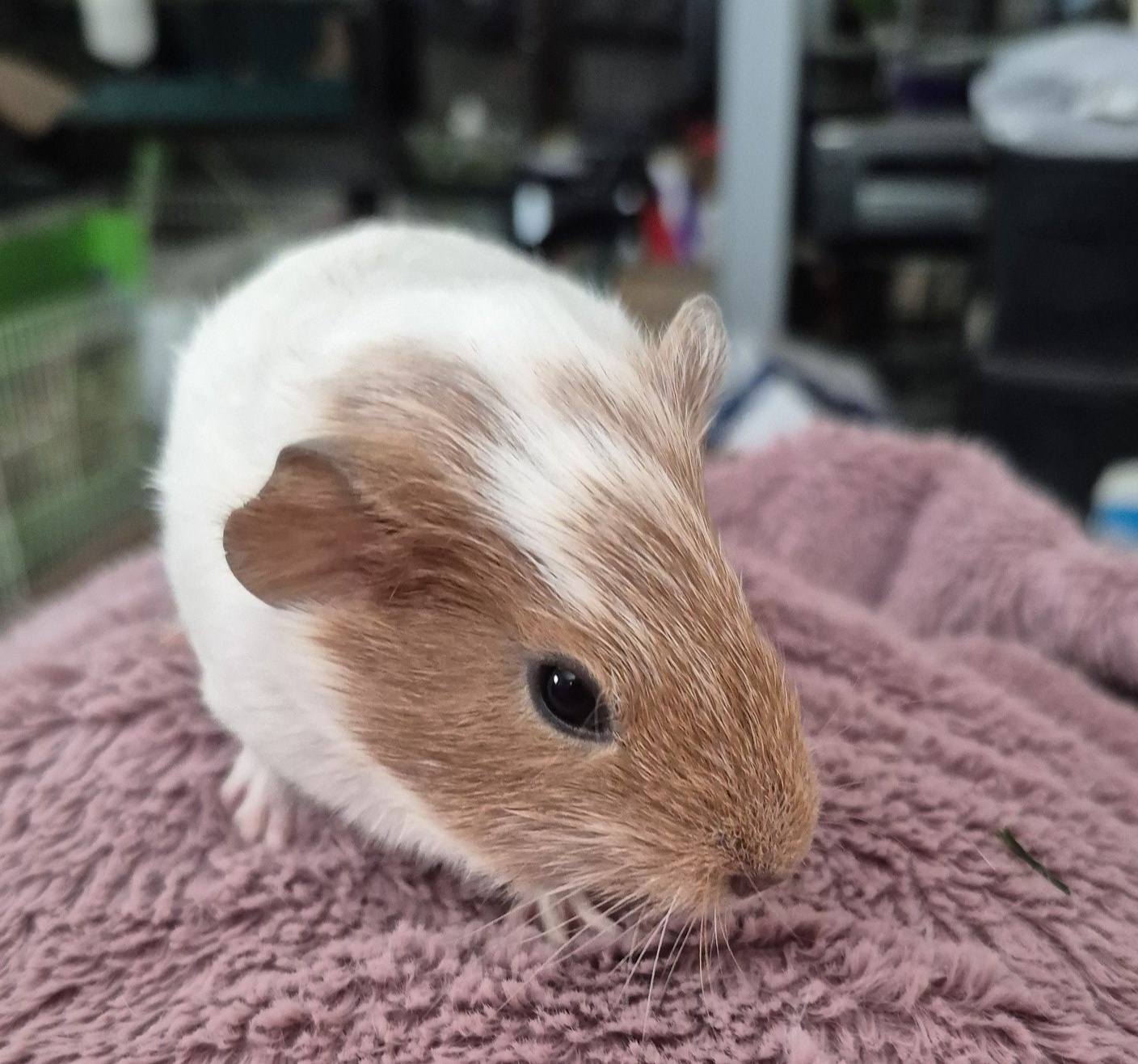 Ziggy