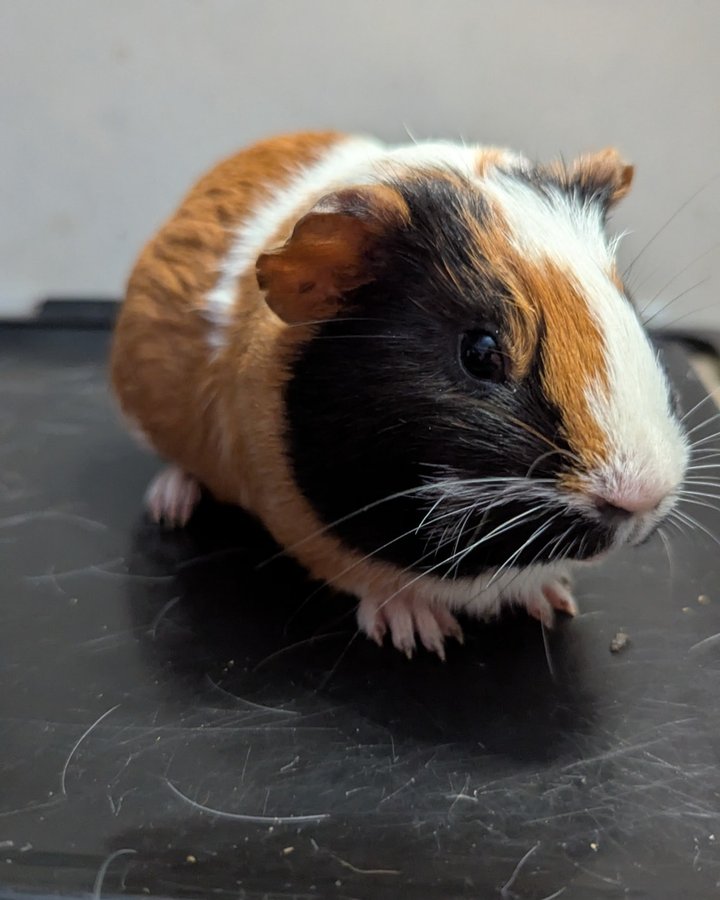 Ducky Joins the Herd: A Happy Ending for Our Box Baby