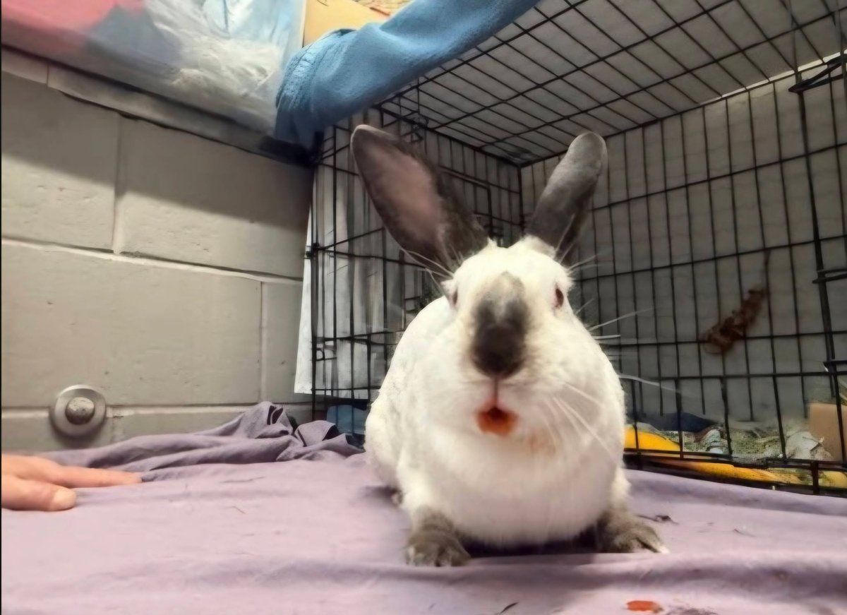 Tonks Finds Her Forever Home