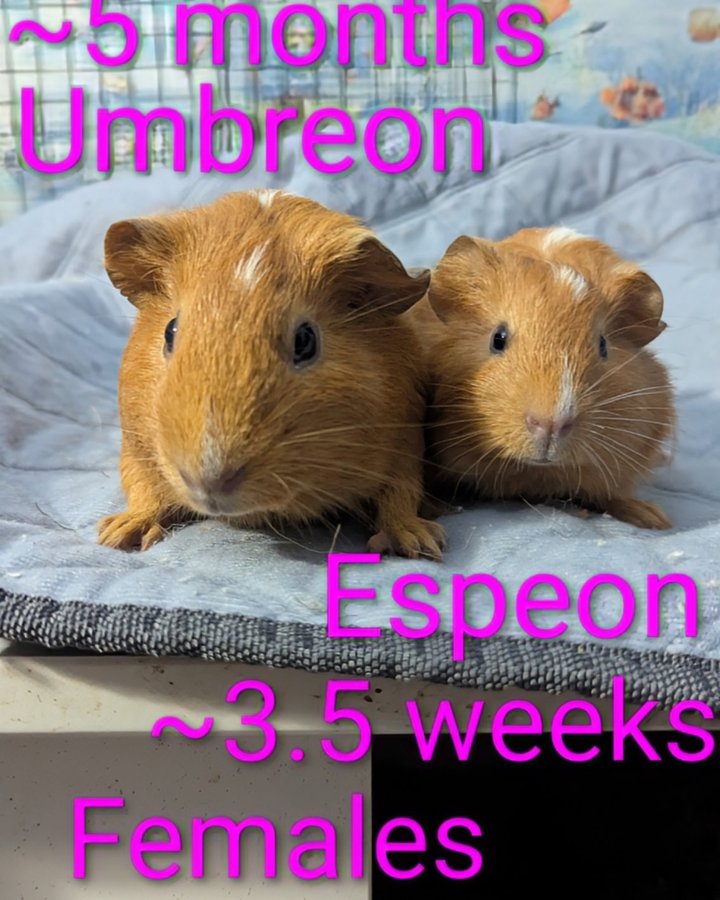 Umbreon & Espeon Find Their Forever Home