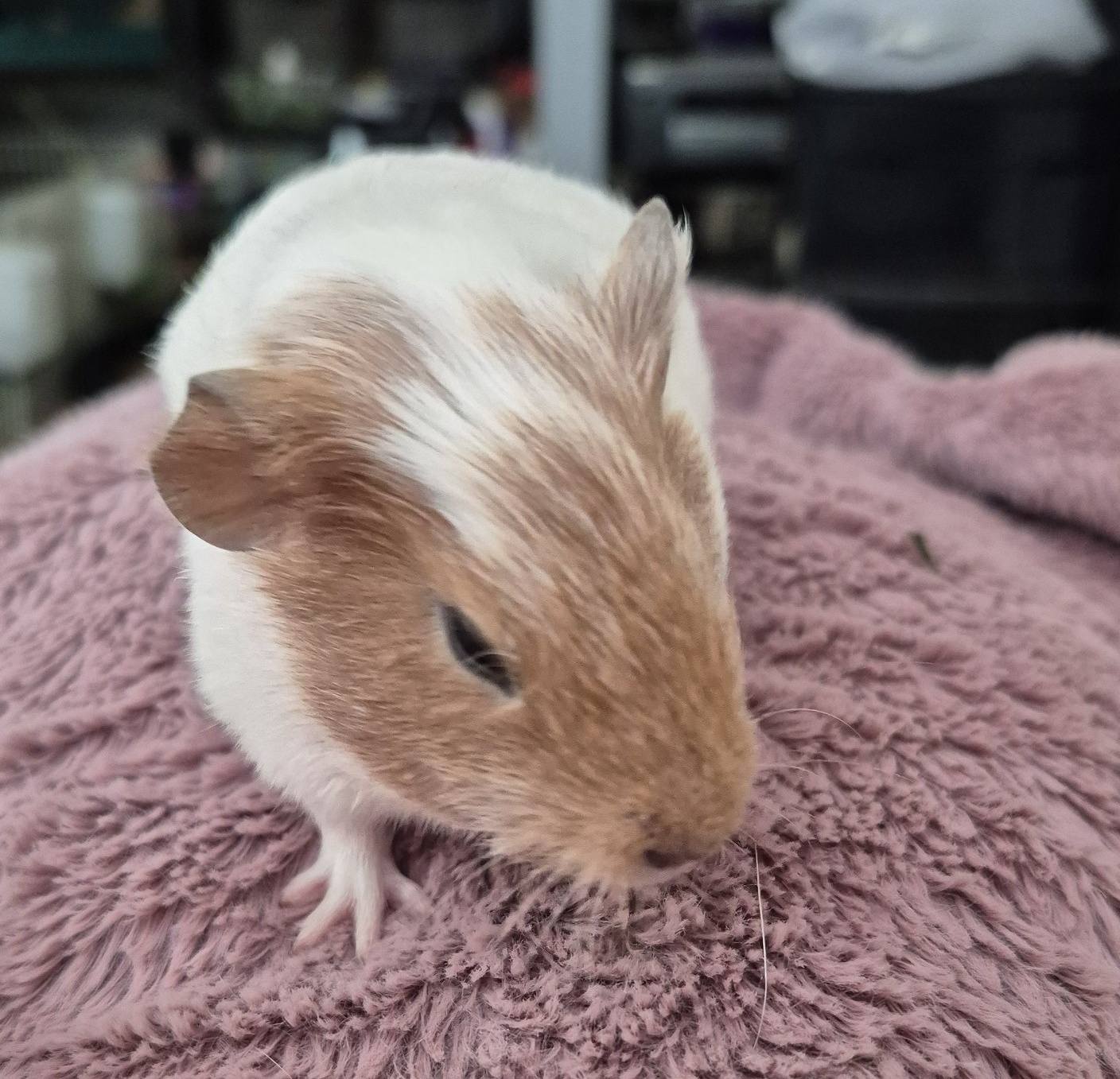 Adoption Alert — Ziggy