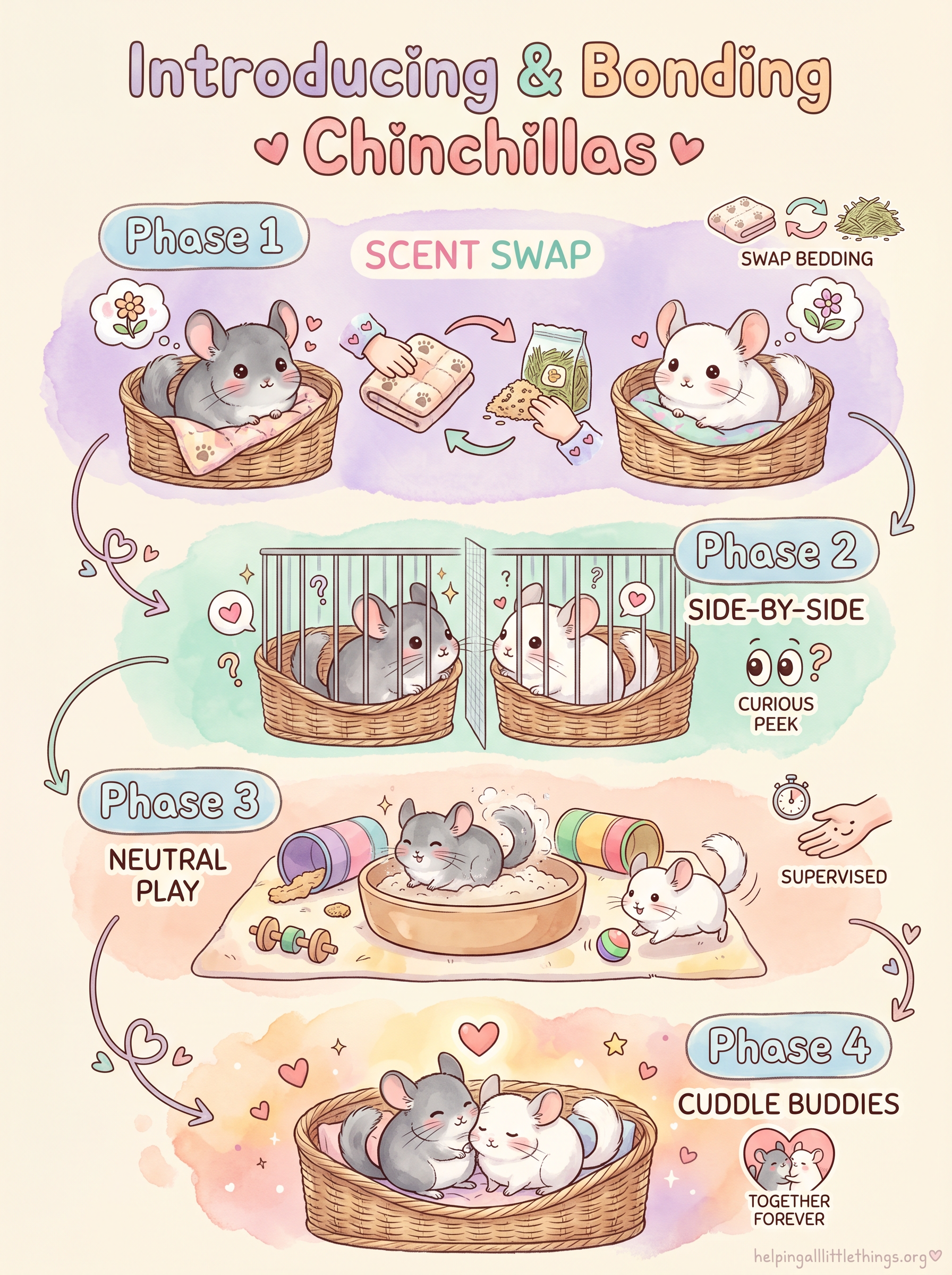 Infographic showing the four phases of chinchilla bonding: scent introduction, visual introduction, supervised playtime, and co-habitation