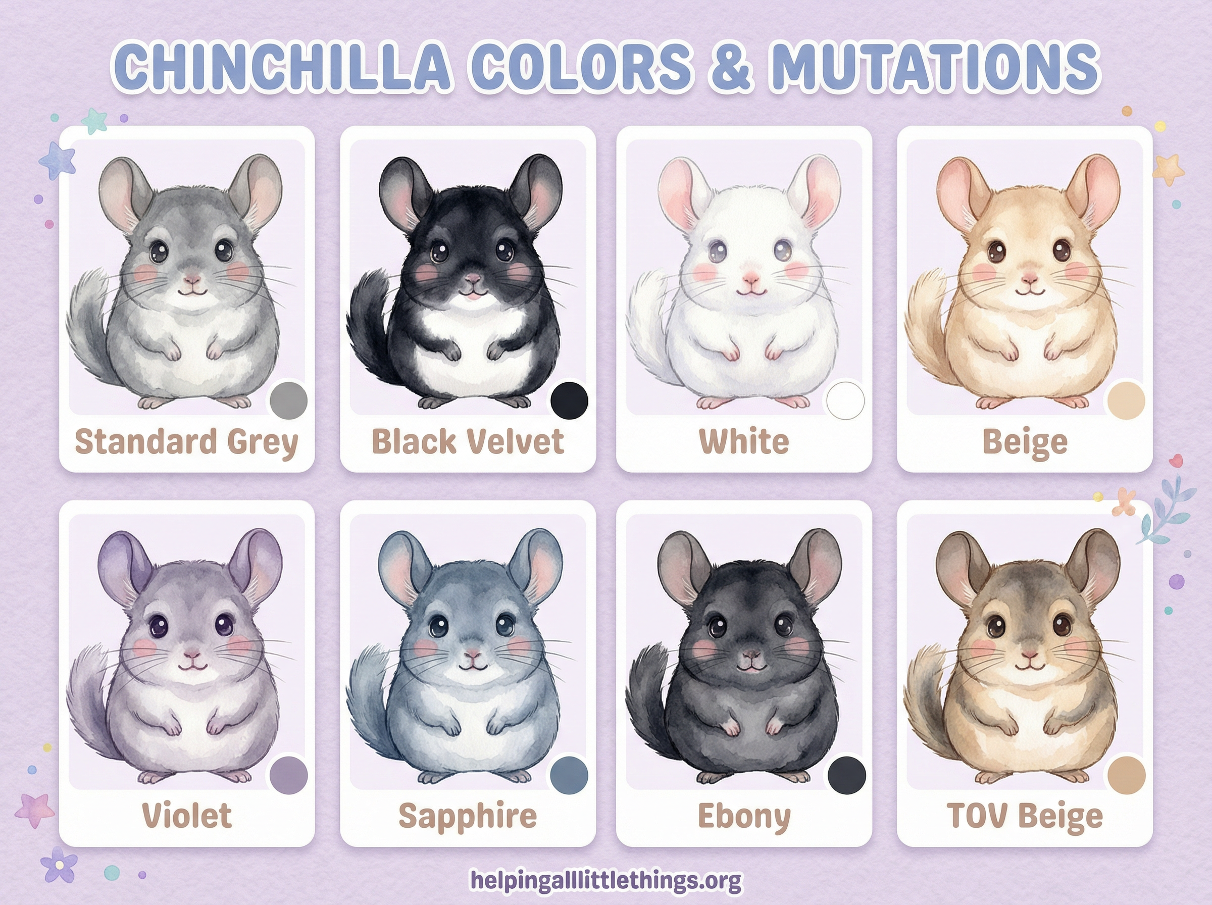 Chinchilla Color & Mutation Chart