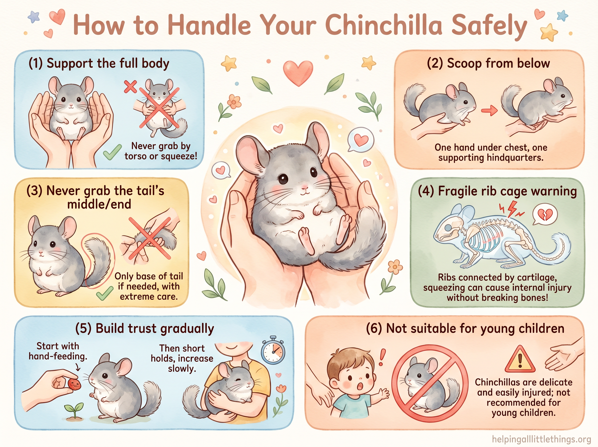 Kawaii infographic: How to Handle Your Chinchilla Safely — full body support, scoop from below, never grab tail middle, fragile rib cage warning, build trust gradually, not suitable for young children