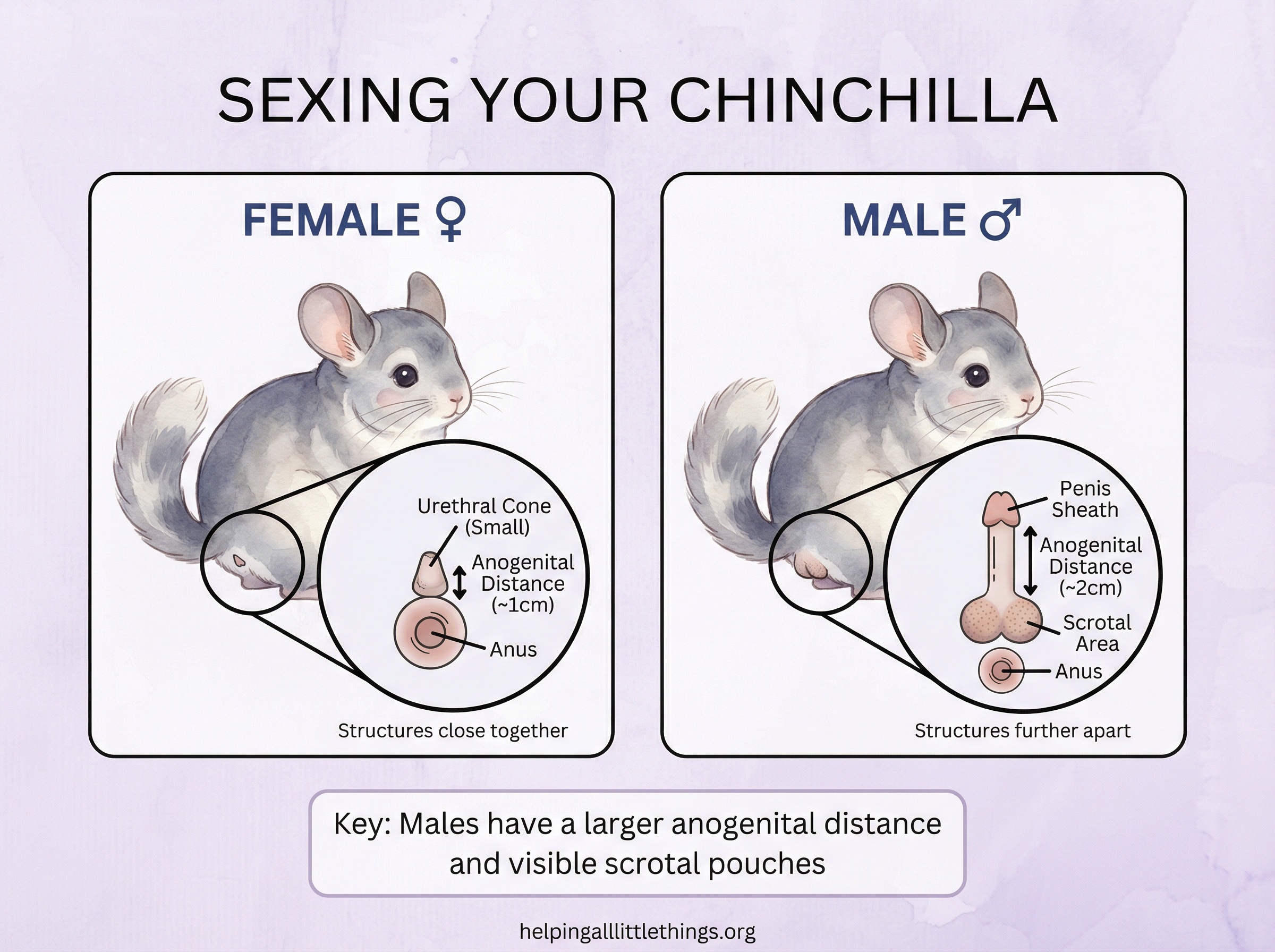 Infographic from Helping All Little Things