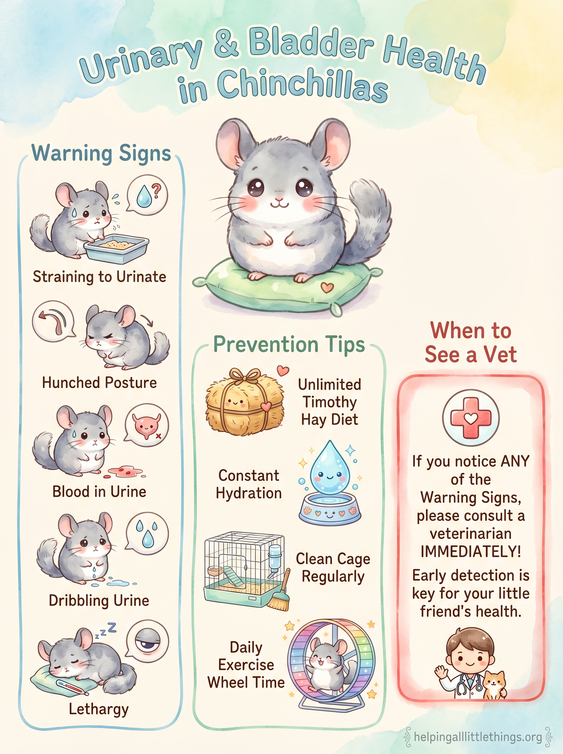 Infographic summarising urinary and bladder health in chinchillas: warning signs, causes, and prevention tips