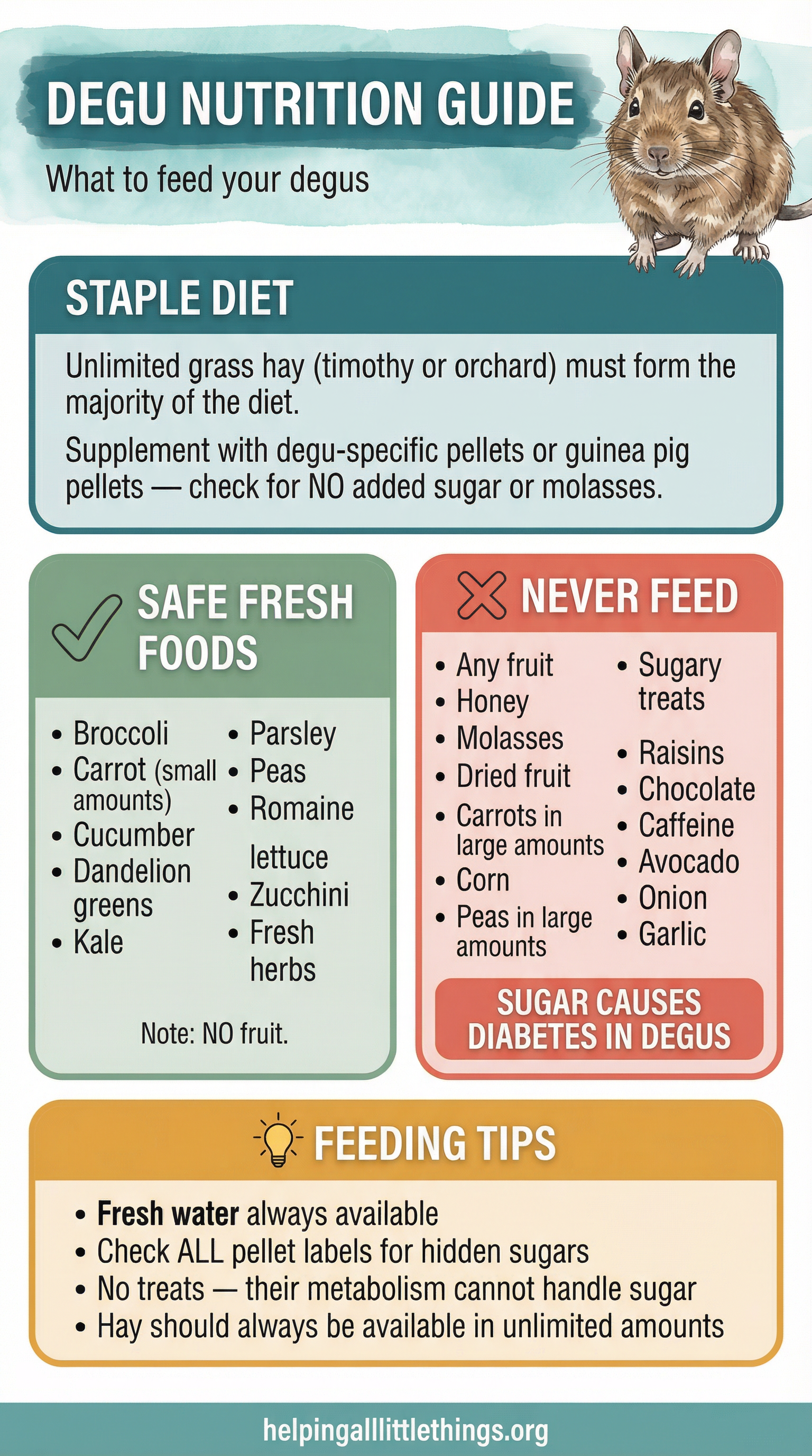 An infographic detailing the proper diet for degus, including staple foods, safe fresh foods, foods to avoid, and feeding tips.