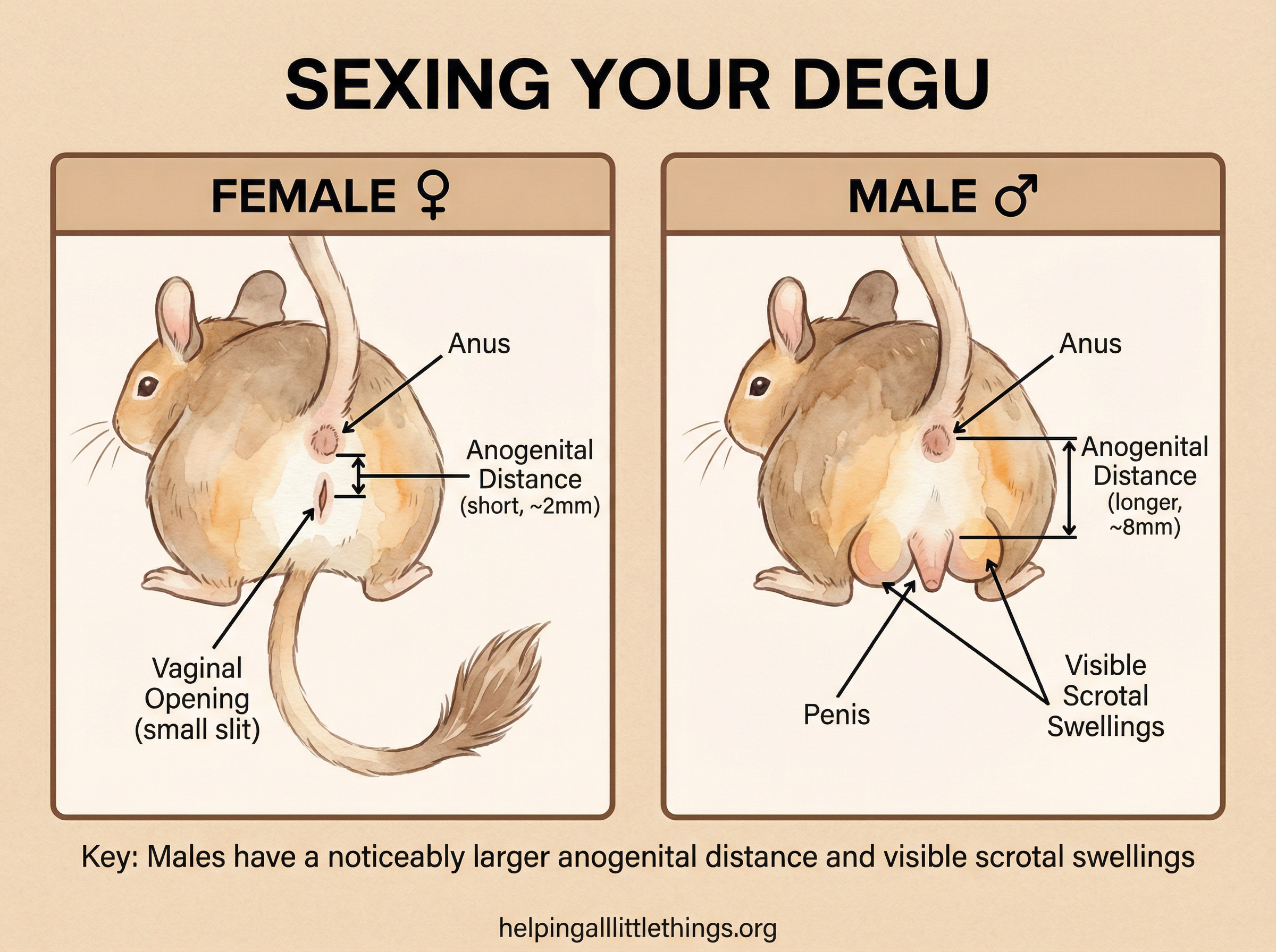 Infographic from Helping All Little Things