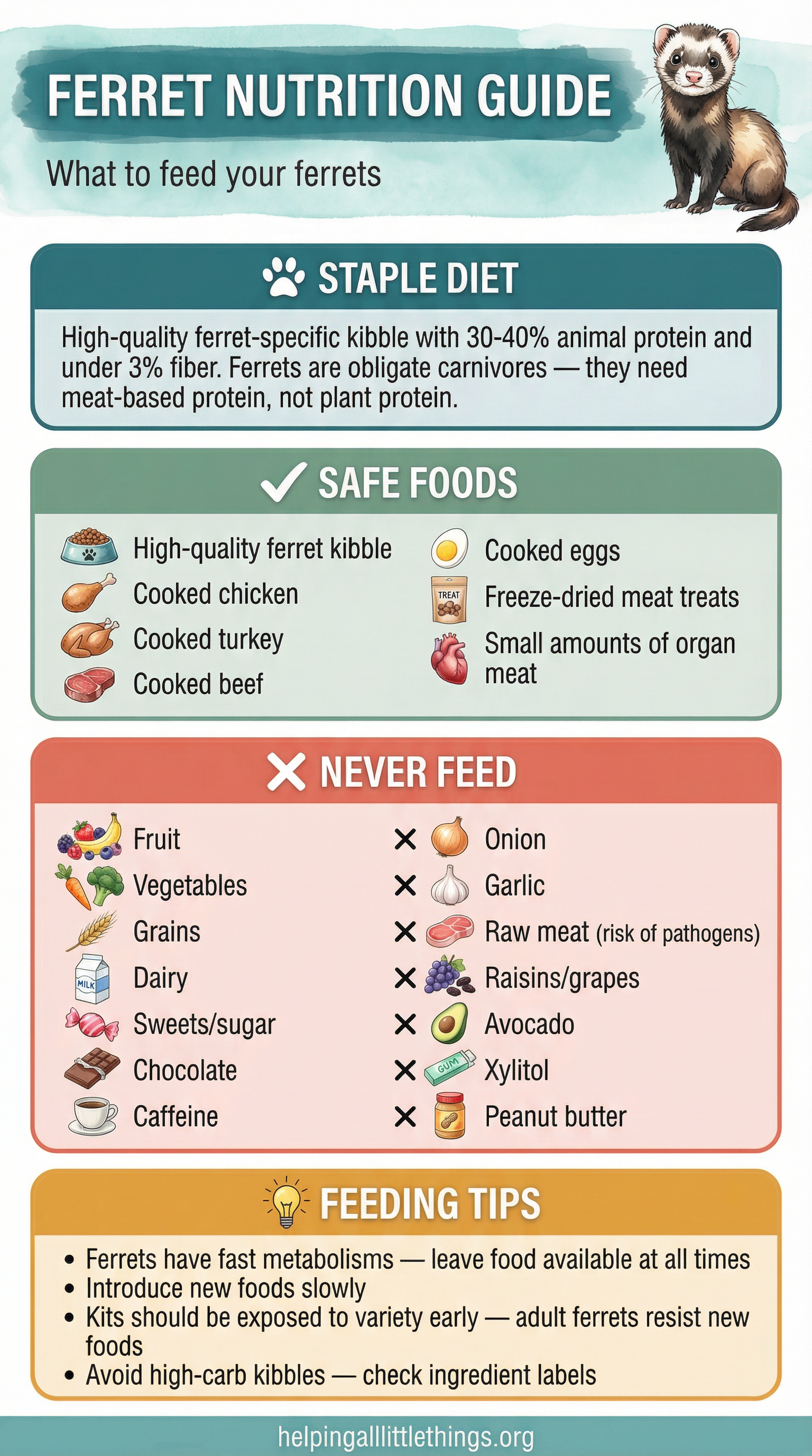 An infographic detailing the proper diet for ferrets, including staple foods, safe treats, foods to avoid, and feeding tips.