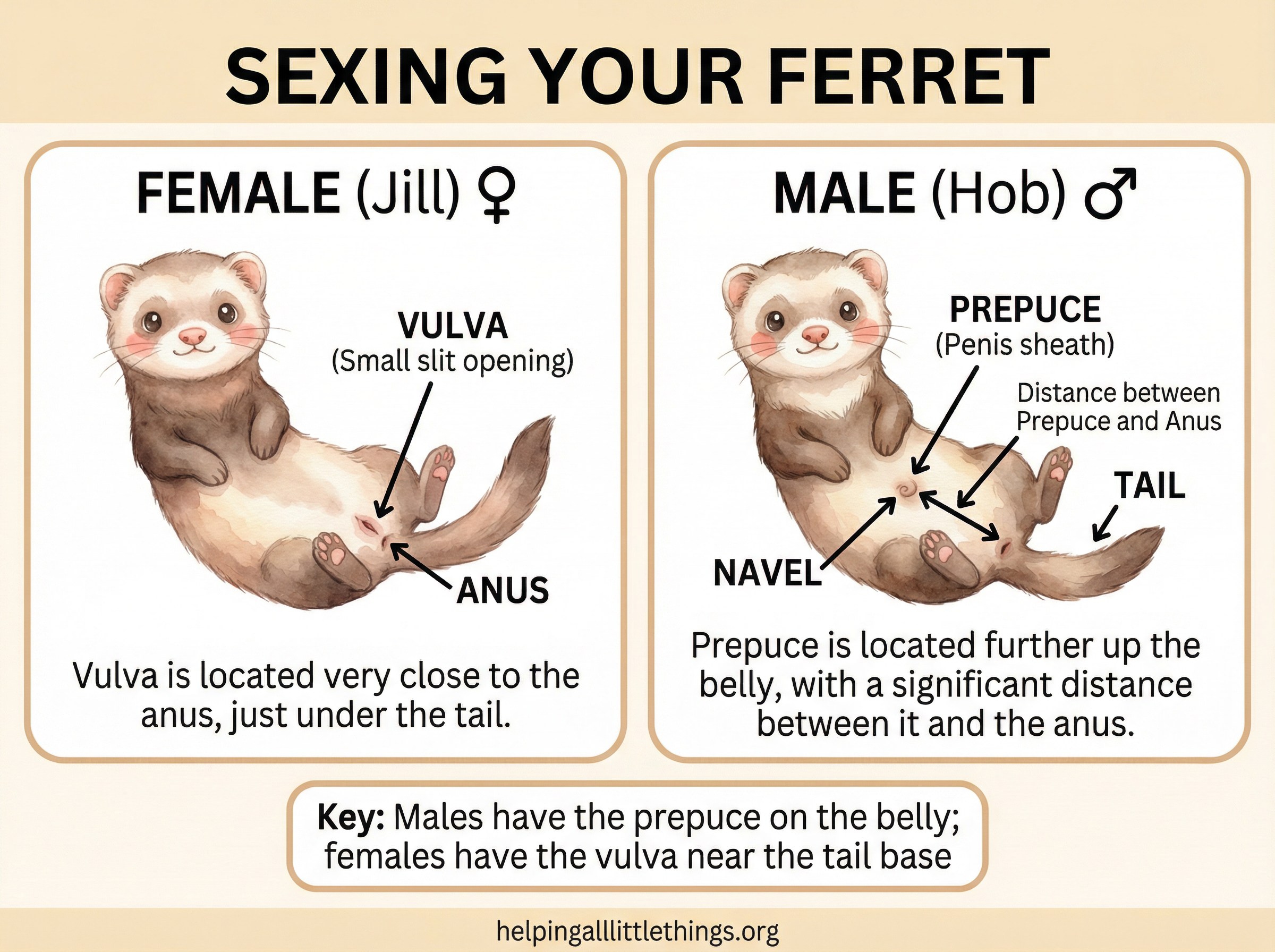 Infographic from Helping All Little Things