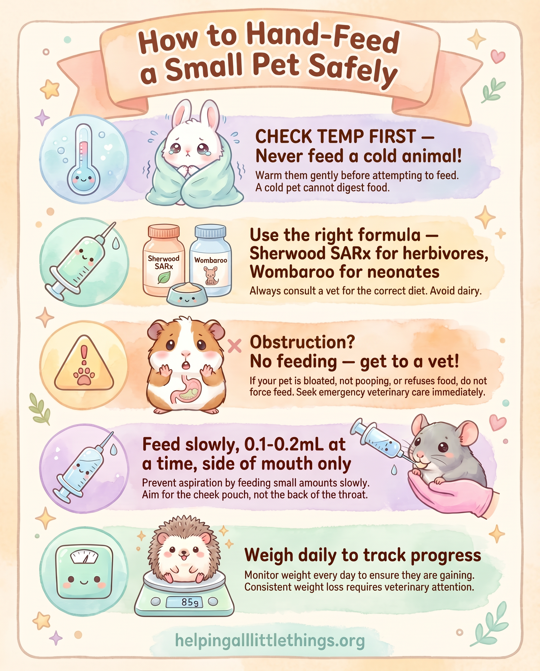 Kawaii-style infographic showing how to hand-feed a small pet with a syringe