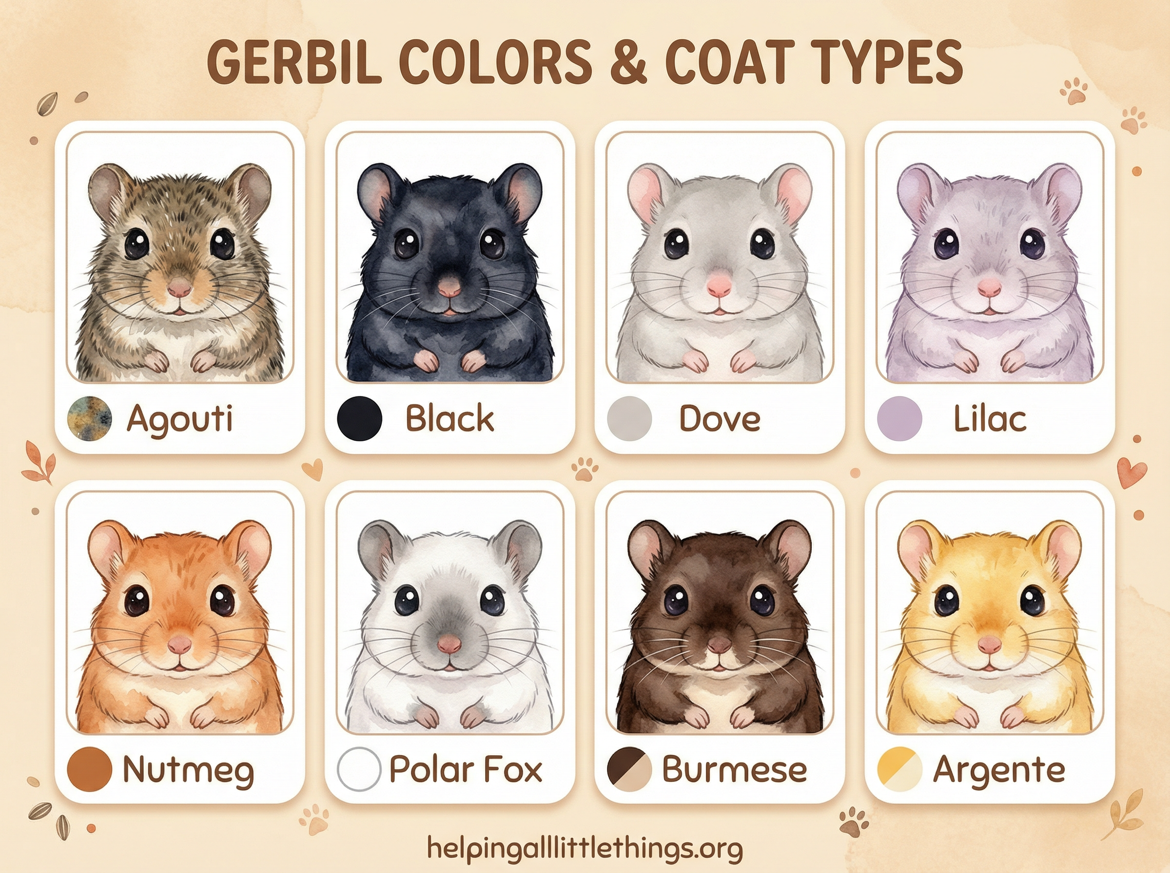 Gerbil Color Guide