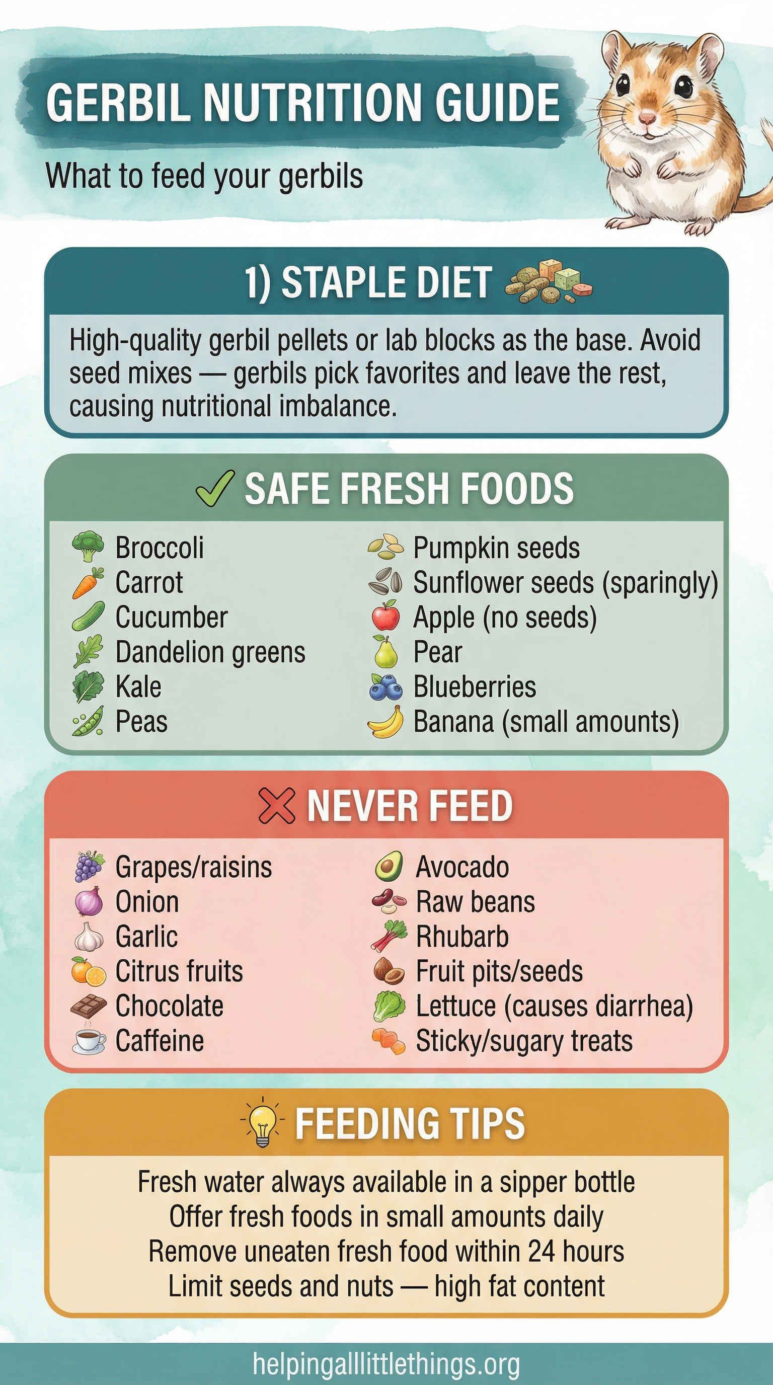 An infographic detailing the proper diet for gerbils, including staple foods, safe fresh foods, foods to avoid, and feeding tips.
