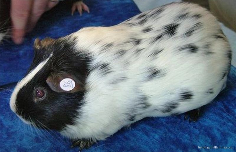 Infographic from Helping All Little Things