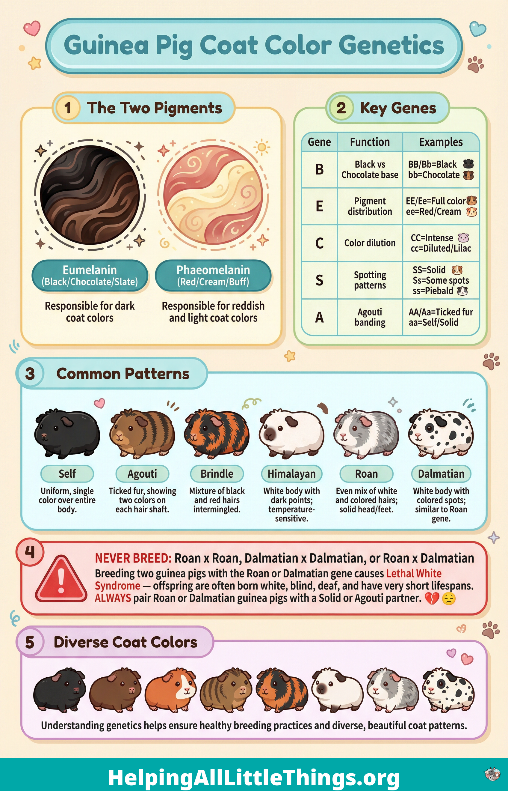 Infographic explaining the basics of guinea pig coat color genetics, including pigments, key genes, and common patterns.