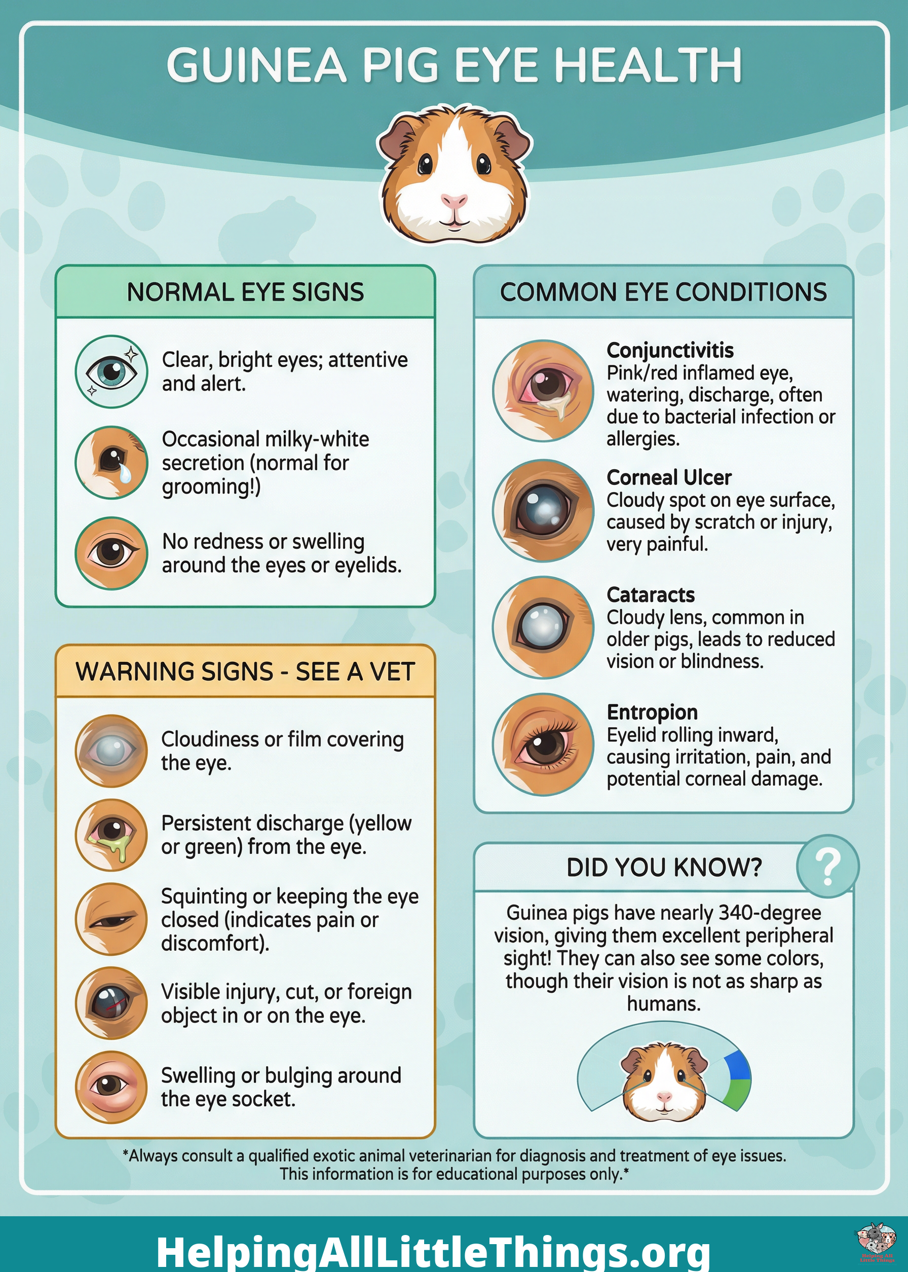 Infographic from Helping All Little Things