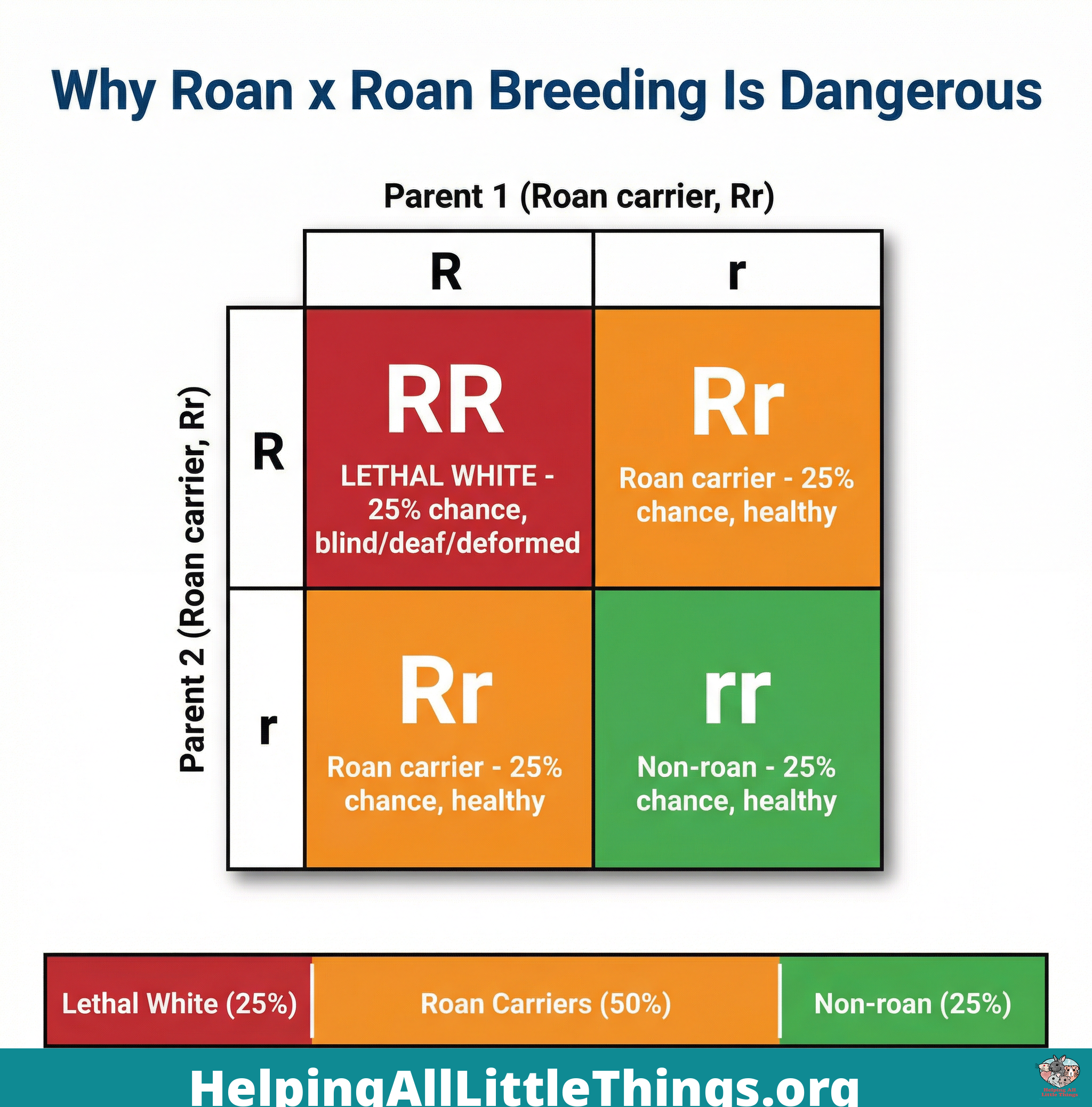 A Punnett square diagram showing the 25% chance of producing a lethal white pup when breeding two roan guinea pigs.