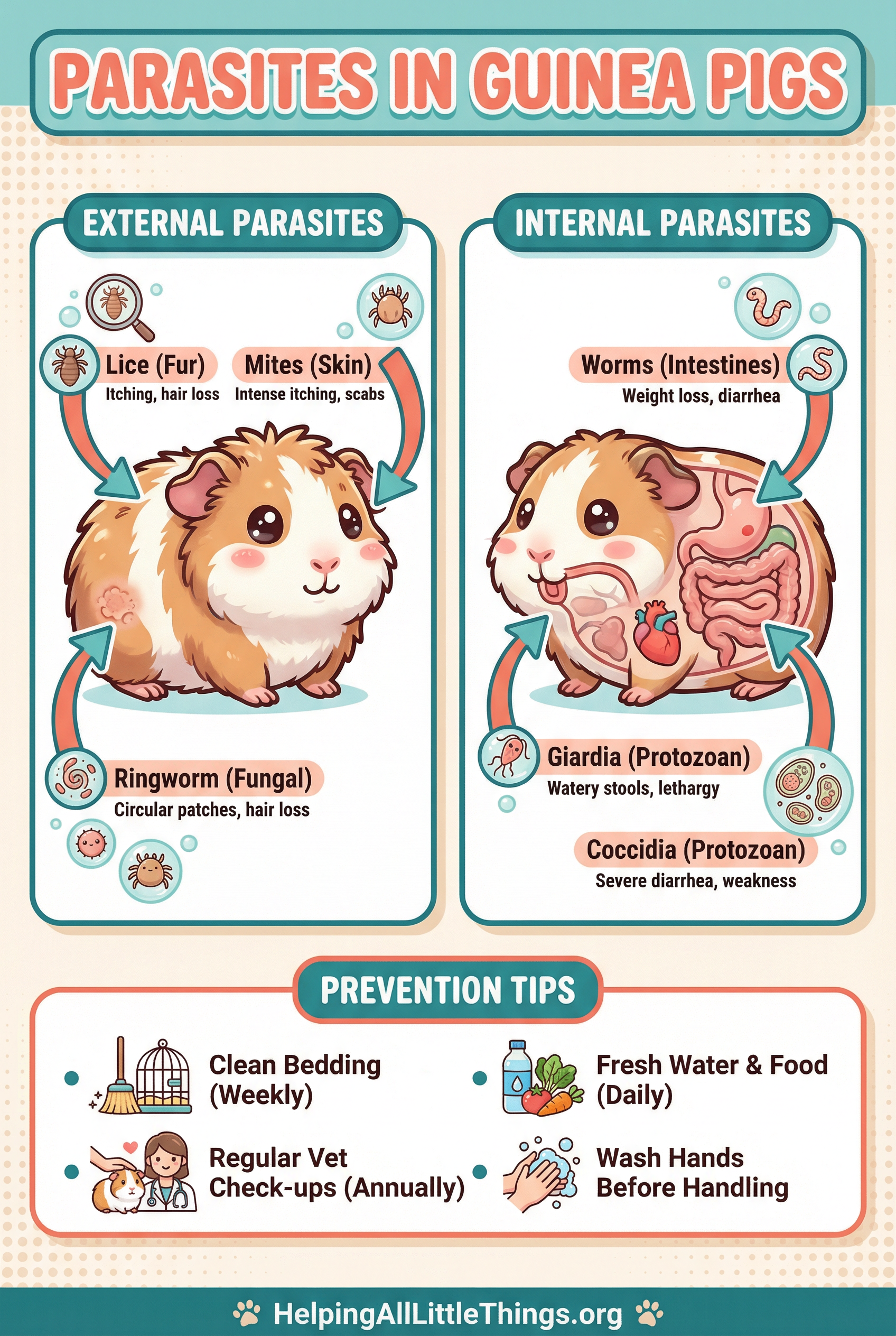 Infographic from Helping All Little Things