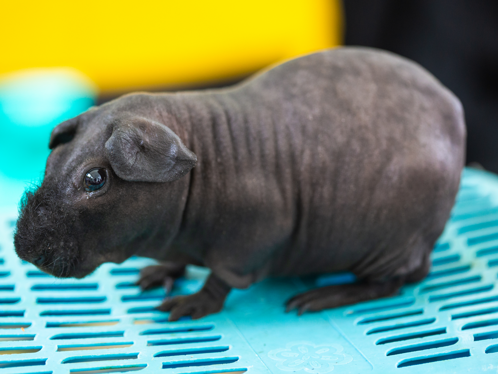 A Skinny Pig