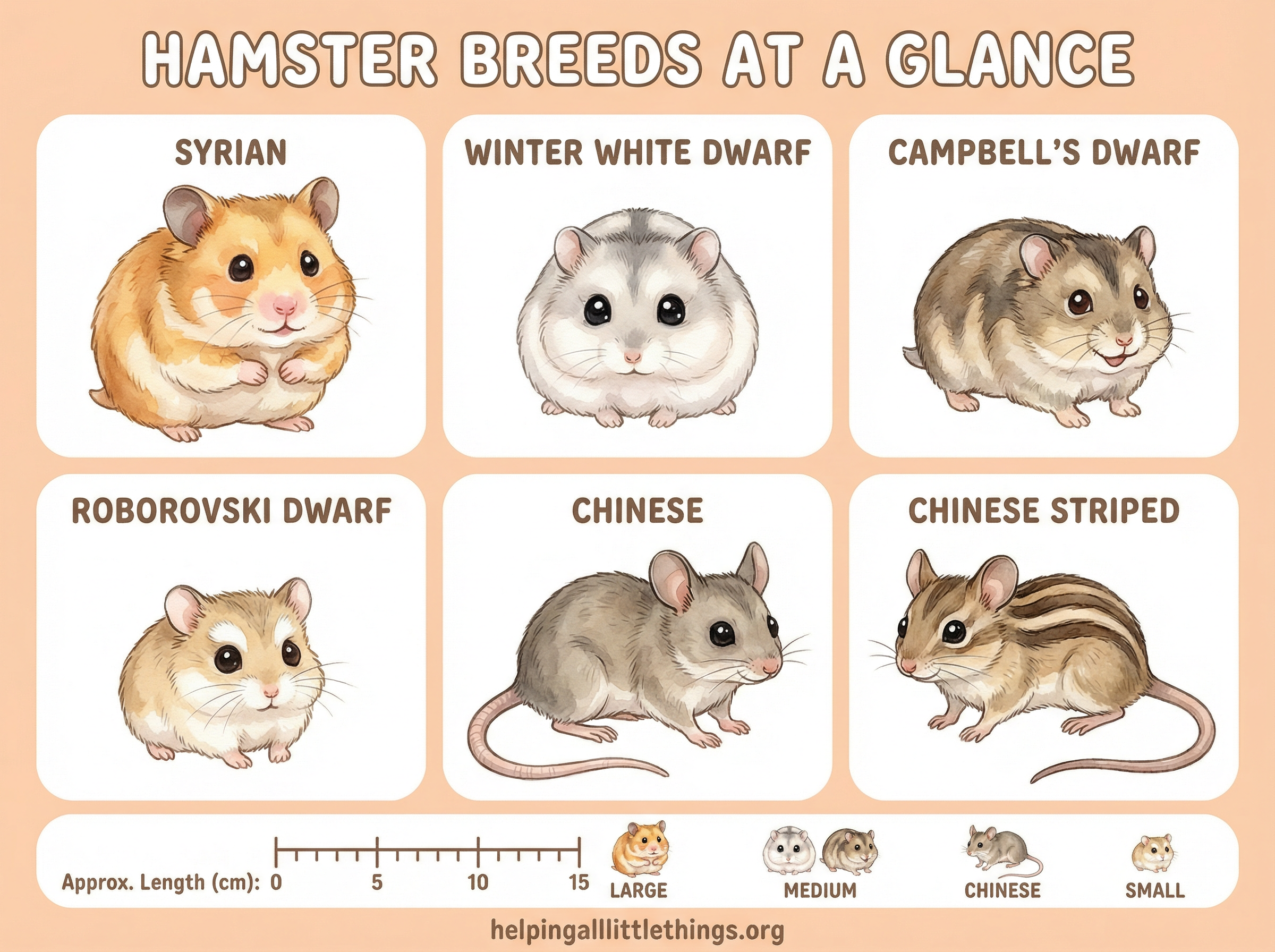 Hamster Breeds Chart