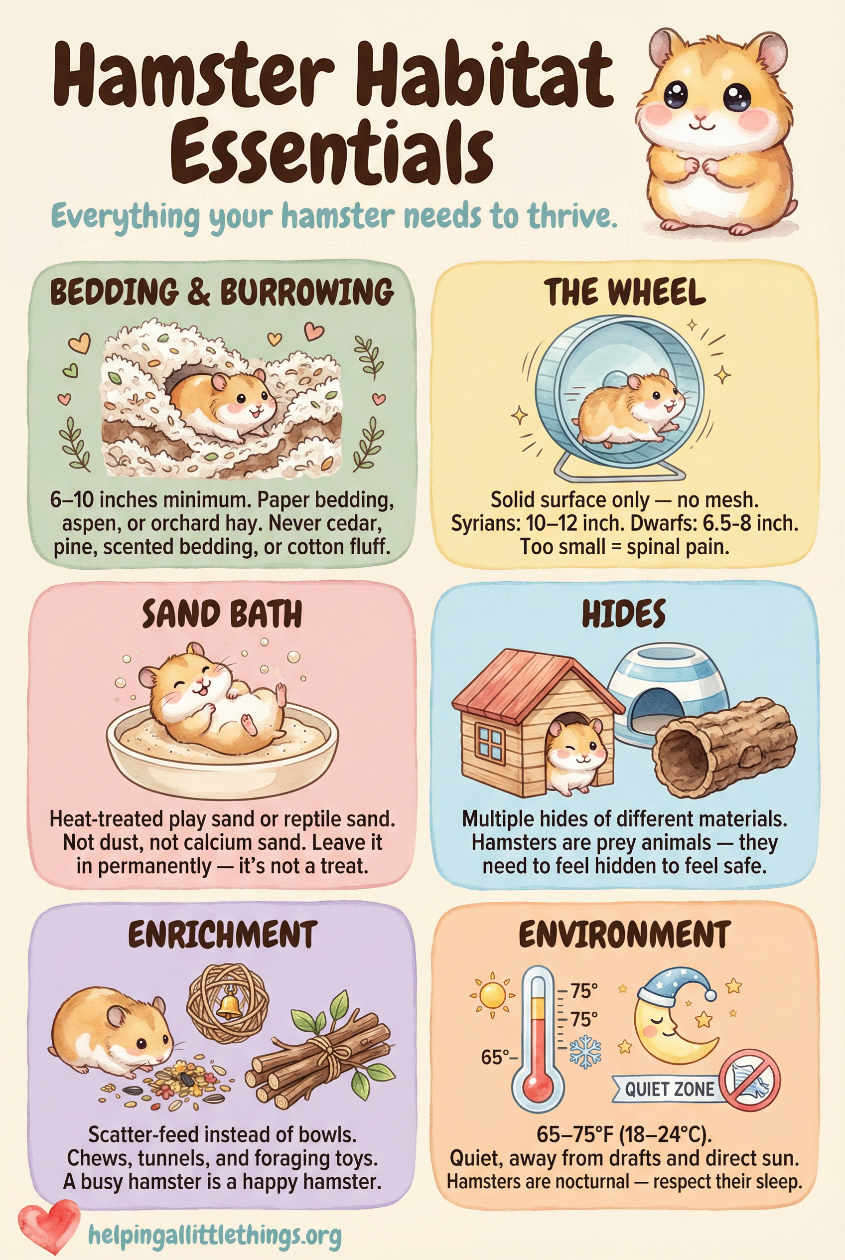Hamster Habitat Essentials infographic covering bedding, wheel, sand bath, hides, enrichment, and environment.