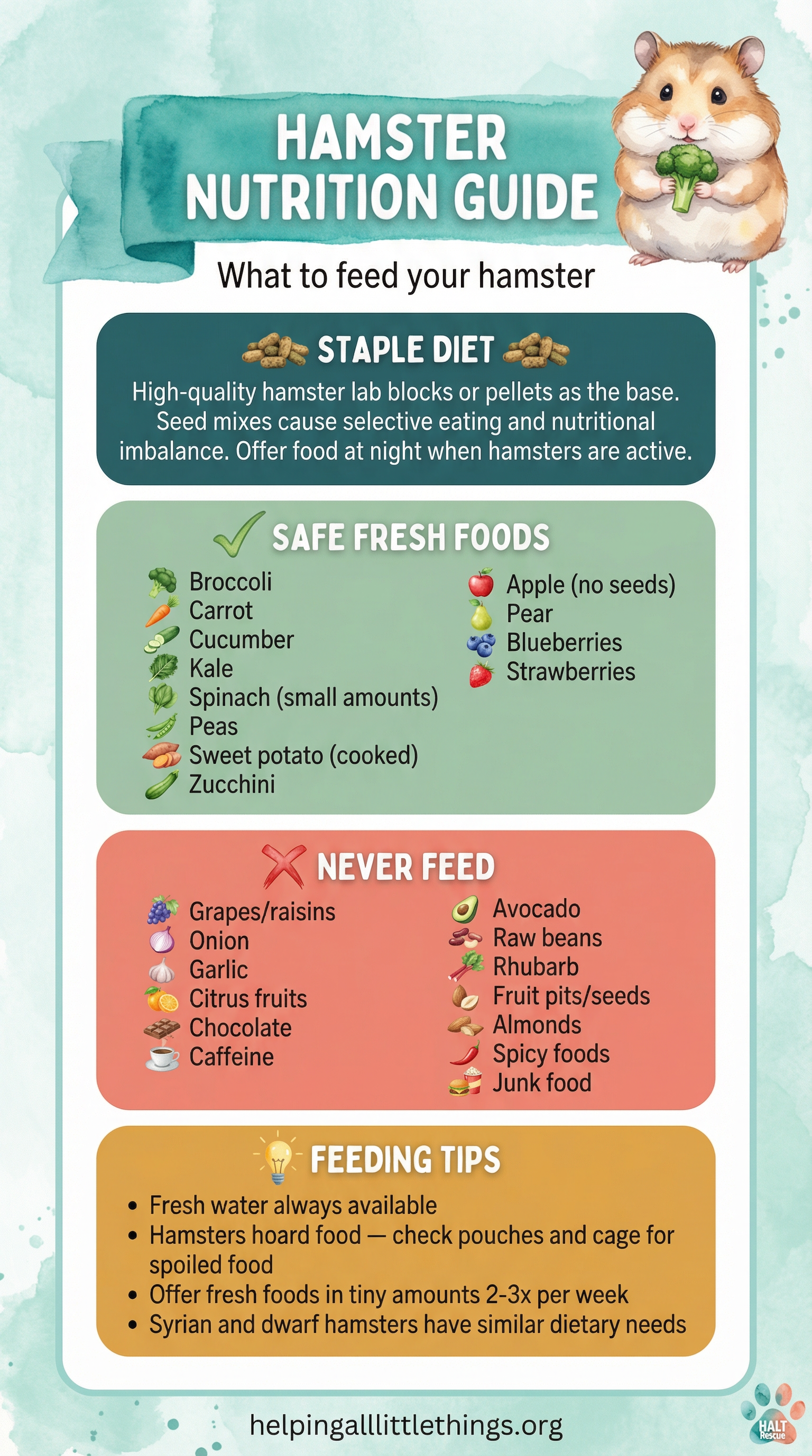An infographic detailing the proper diet for hamsters, including staple foods, safe fresh foods, foods to avoid, and feeding tips.