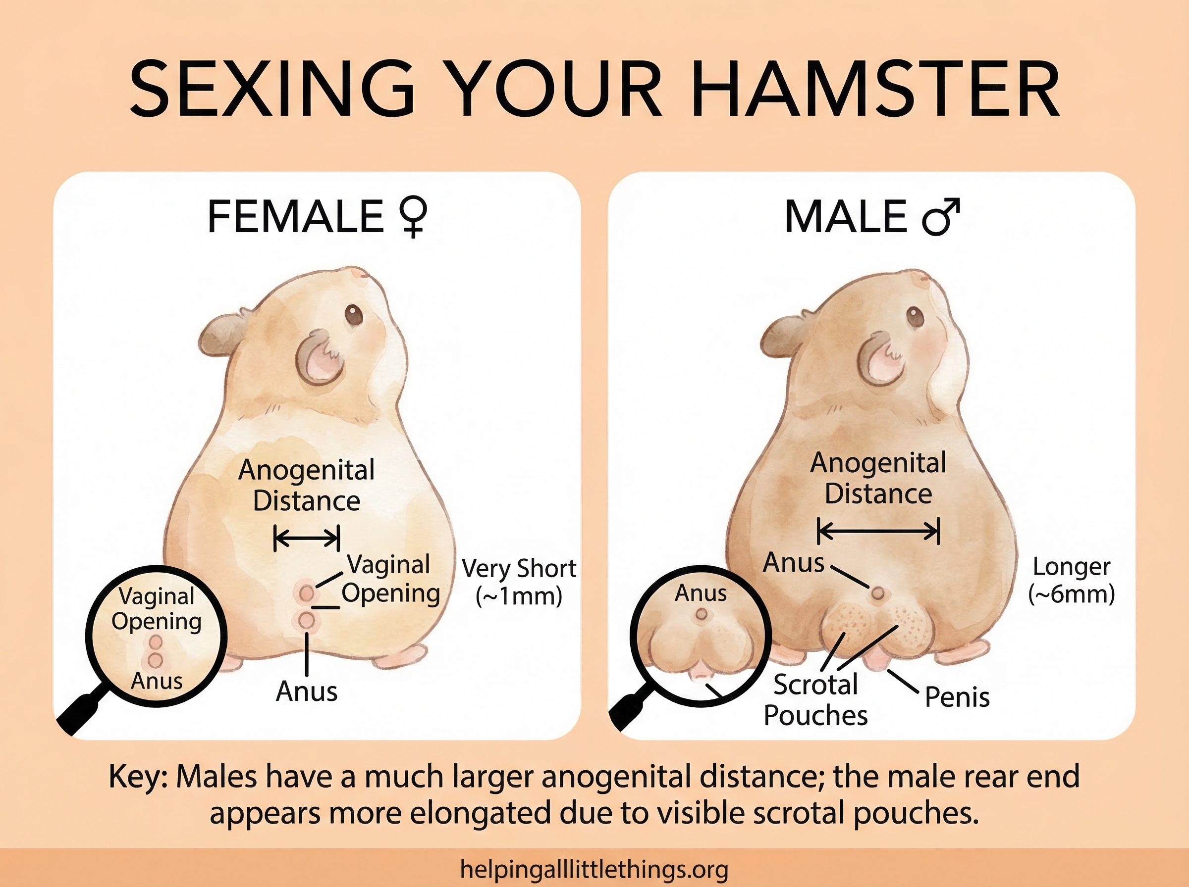 Infographic from Helping All Little Things