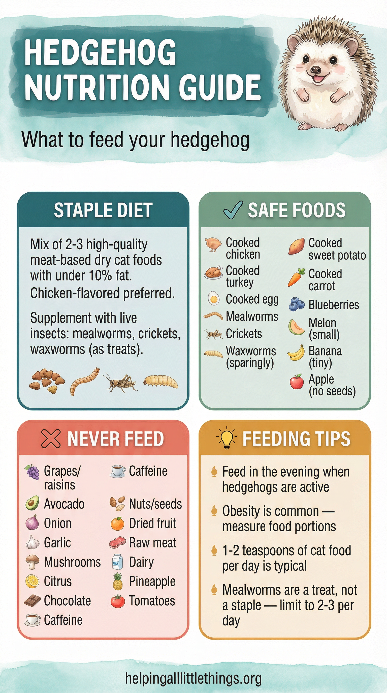 An infographic detailing the proper diet for hedgehogs, including staple foods, safe insects and treats, foods to avoid, and feeding tips.