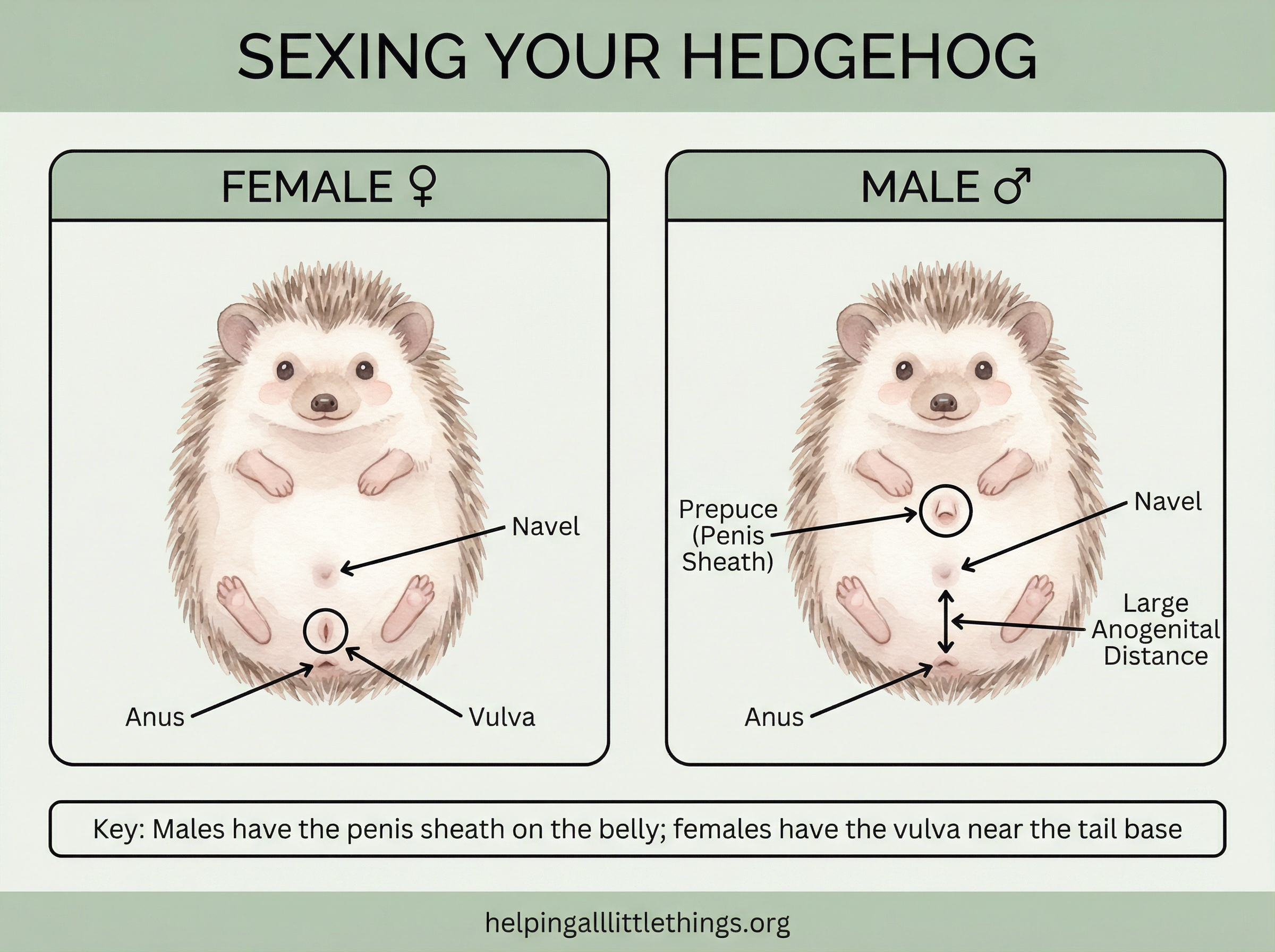 Infographic from Helping All Little Things