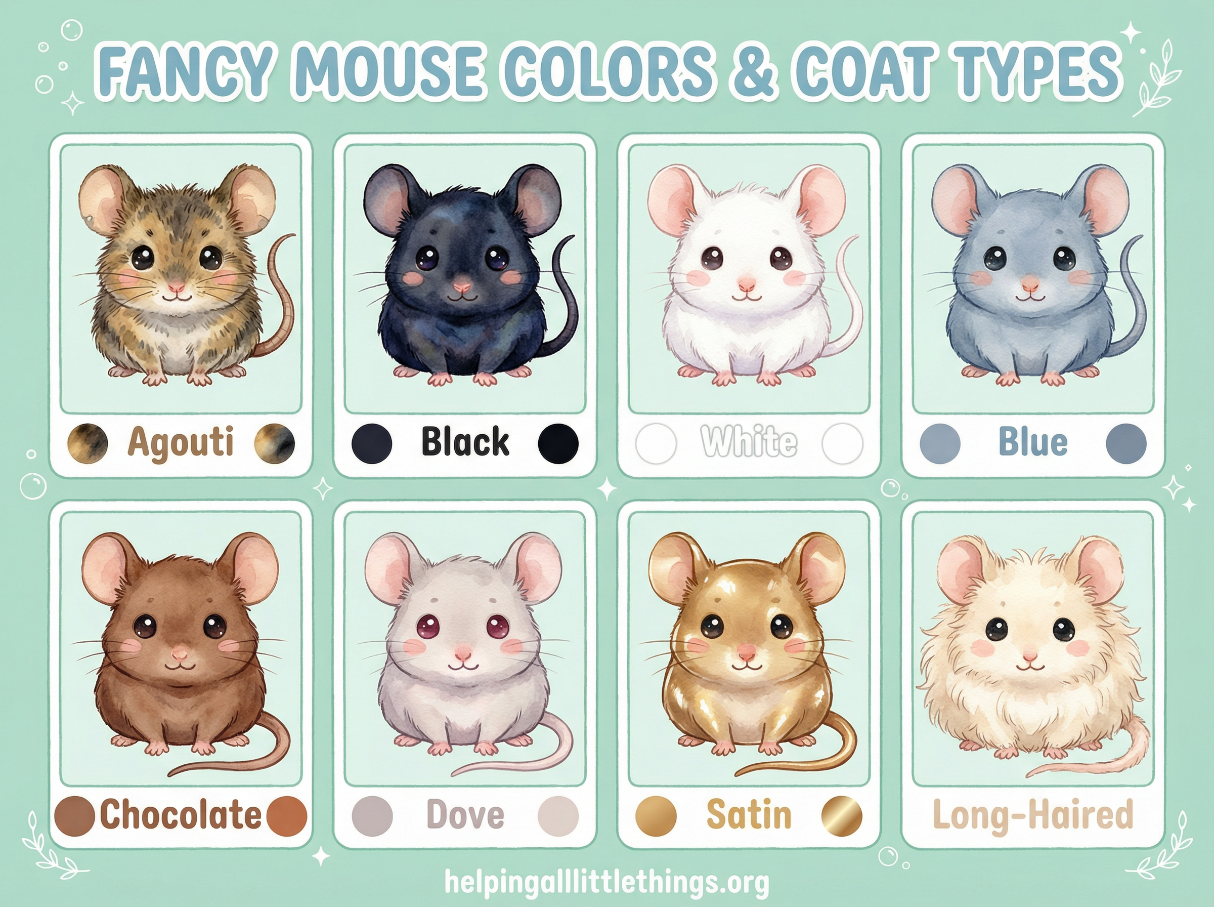 Fancy Mouse Colors & Coat Types