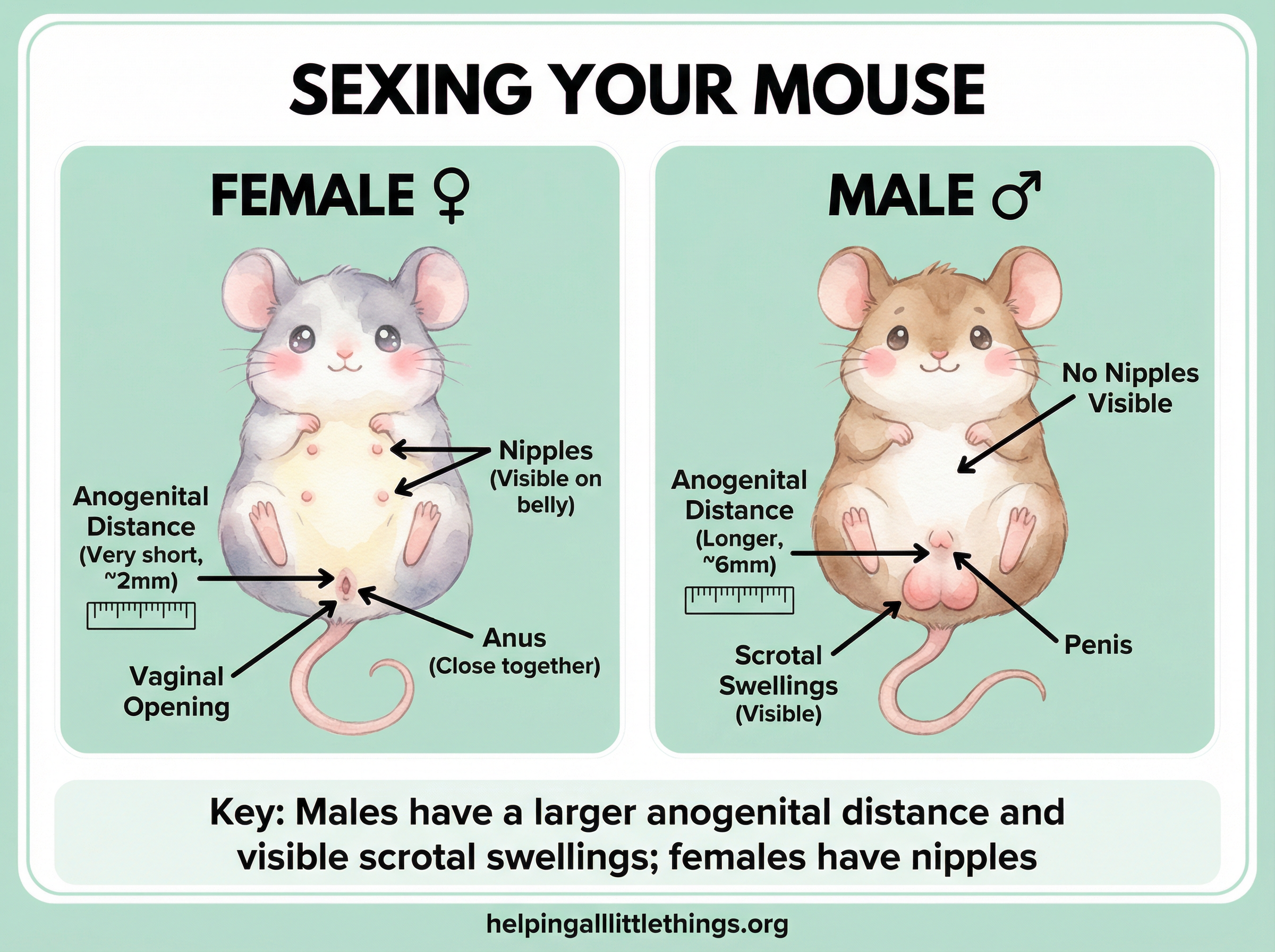 Infographic from Helping All Little Things