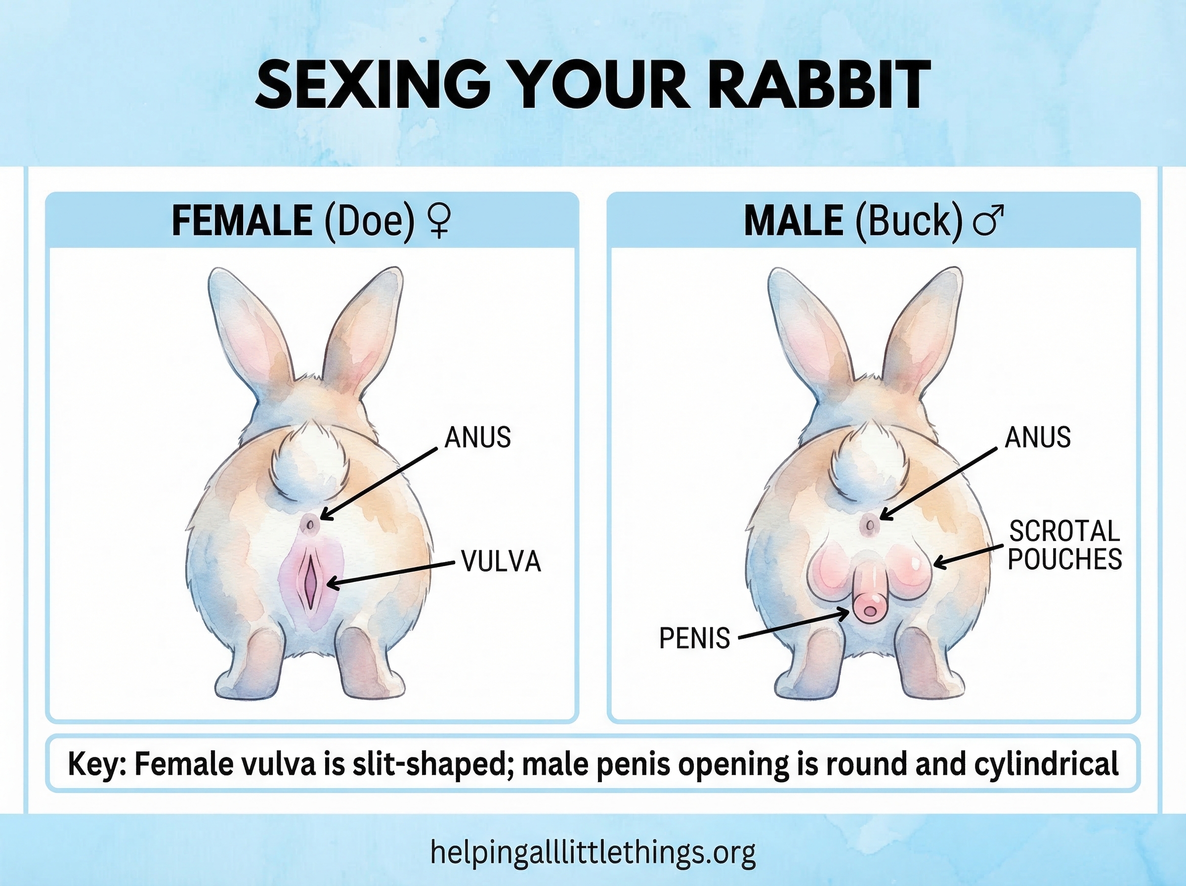 Infographic from Helping All Little Things